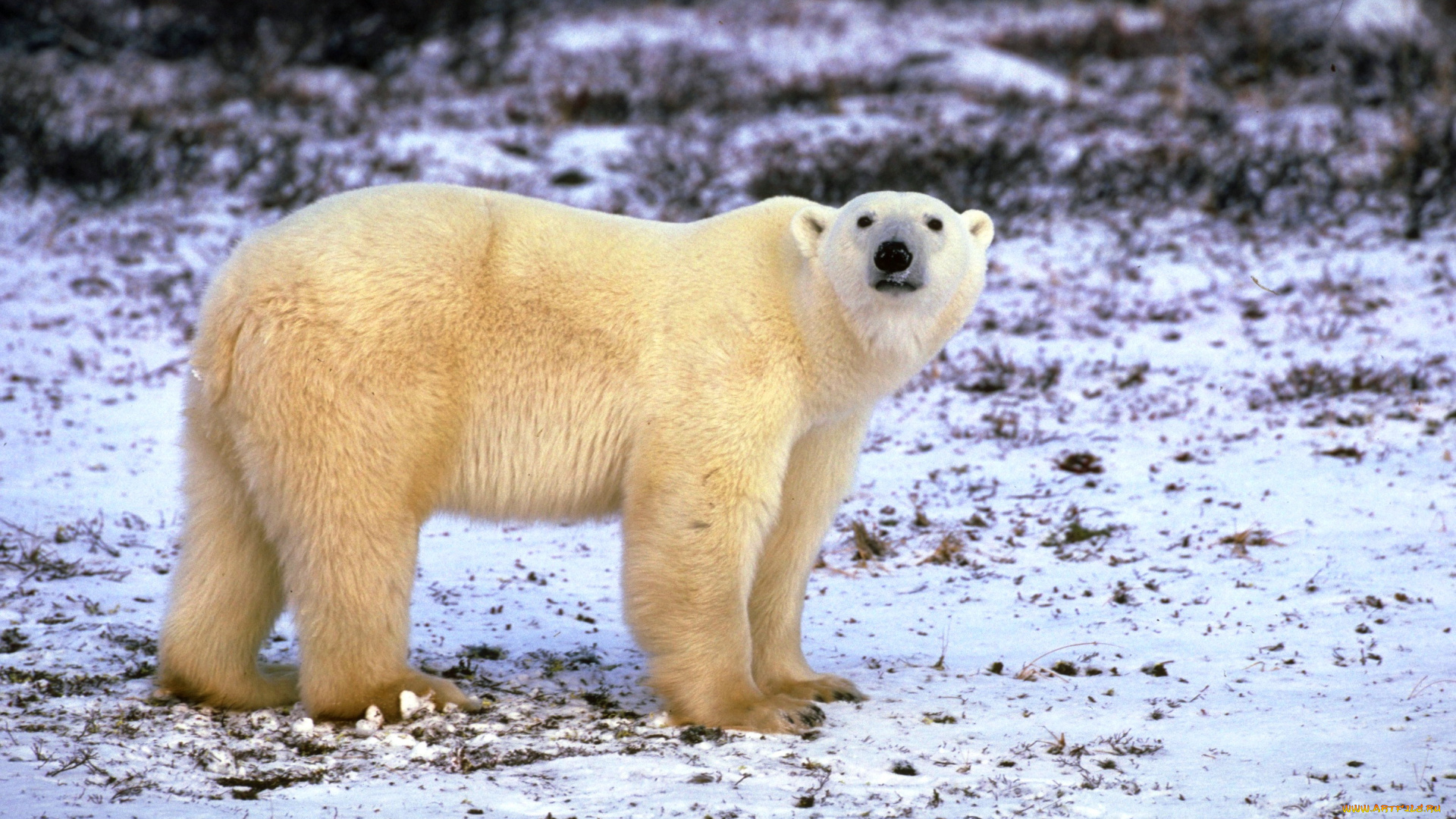 животные, медведи, снег, белый, медведь