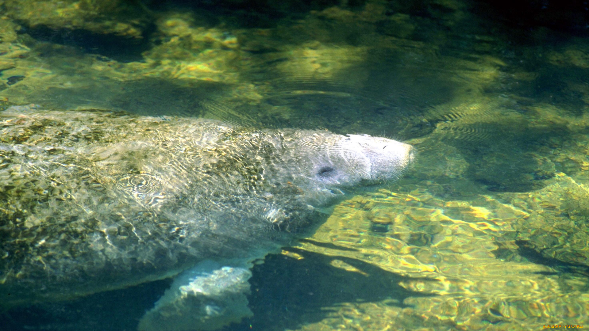 животные, морские, коровы, , морские, слоны, вода, ламантин