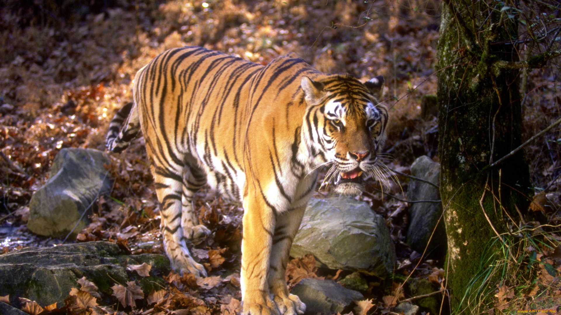 животные, тигры, осень, камни, листья, лес, тигр