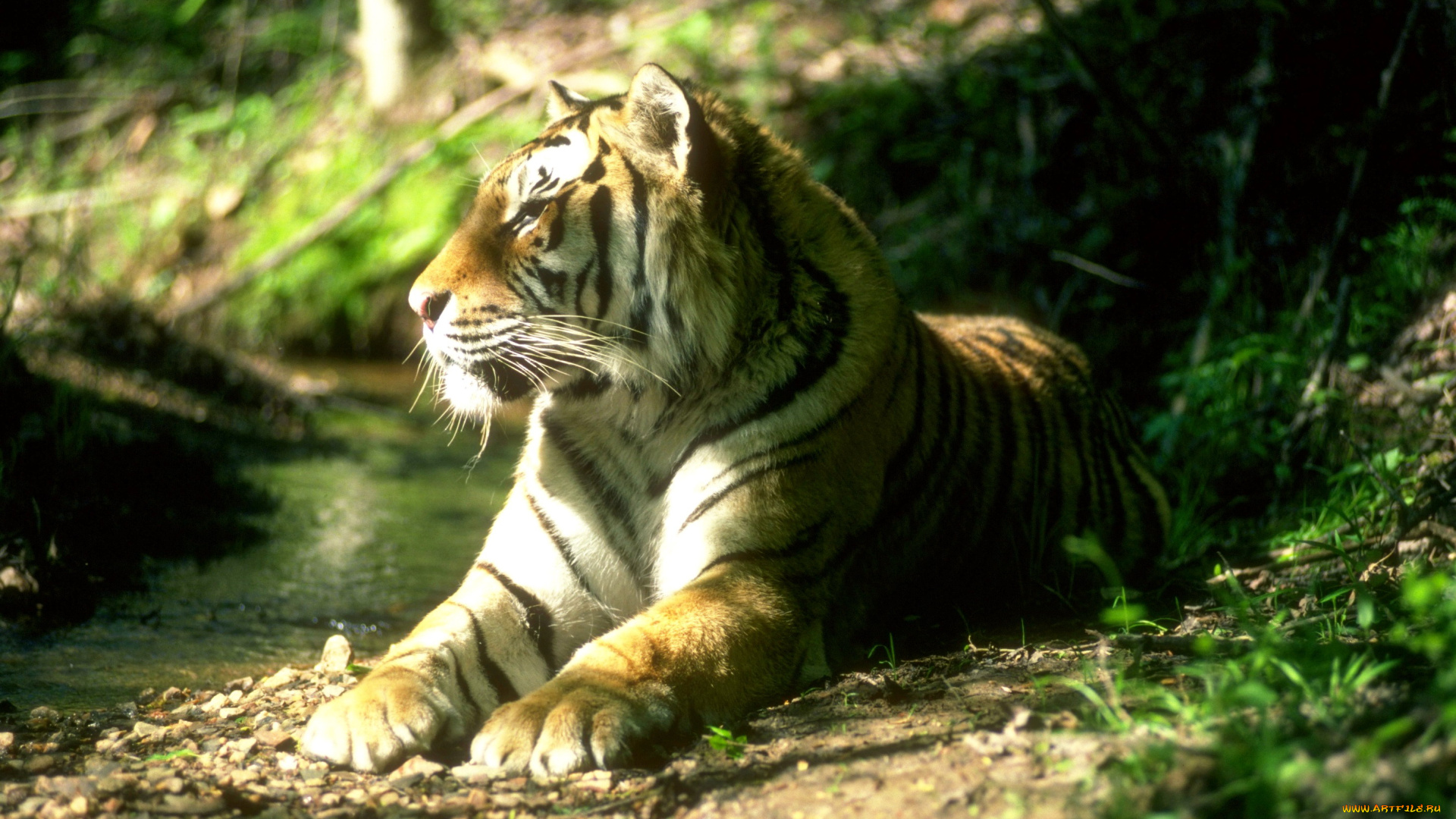 животные, тигры, ручей, лес, тигр