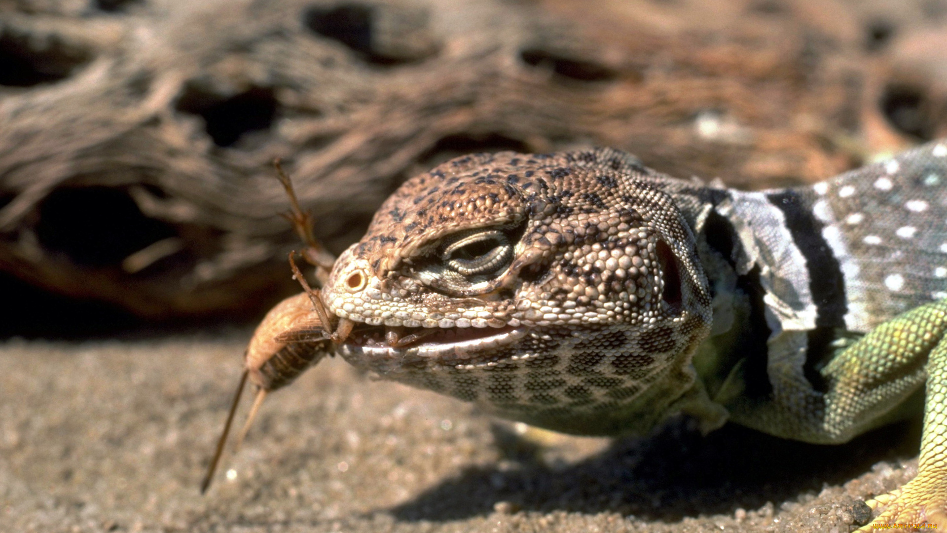 животные, ящерицы, , игуаны, , вараны, добыча, ящерица, песок, коряга