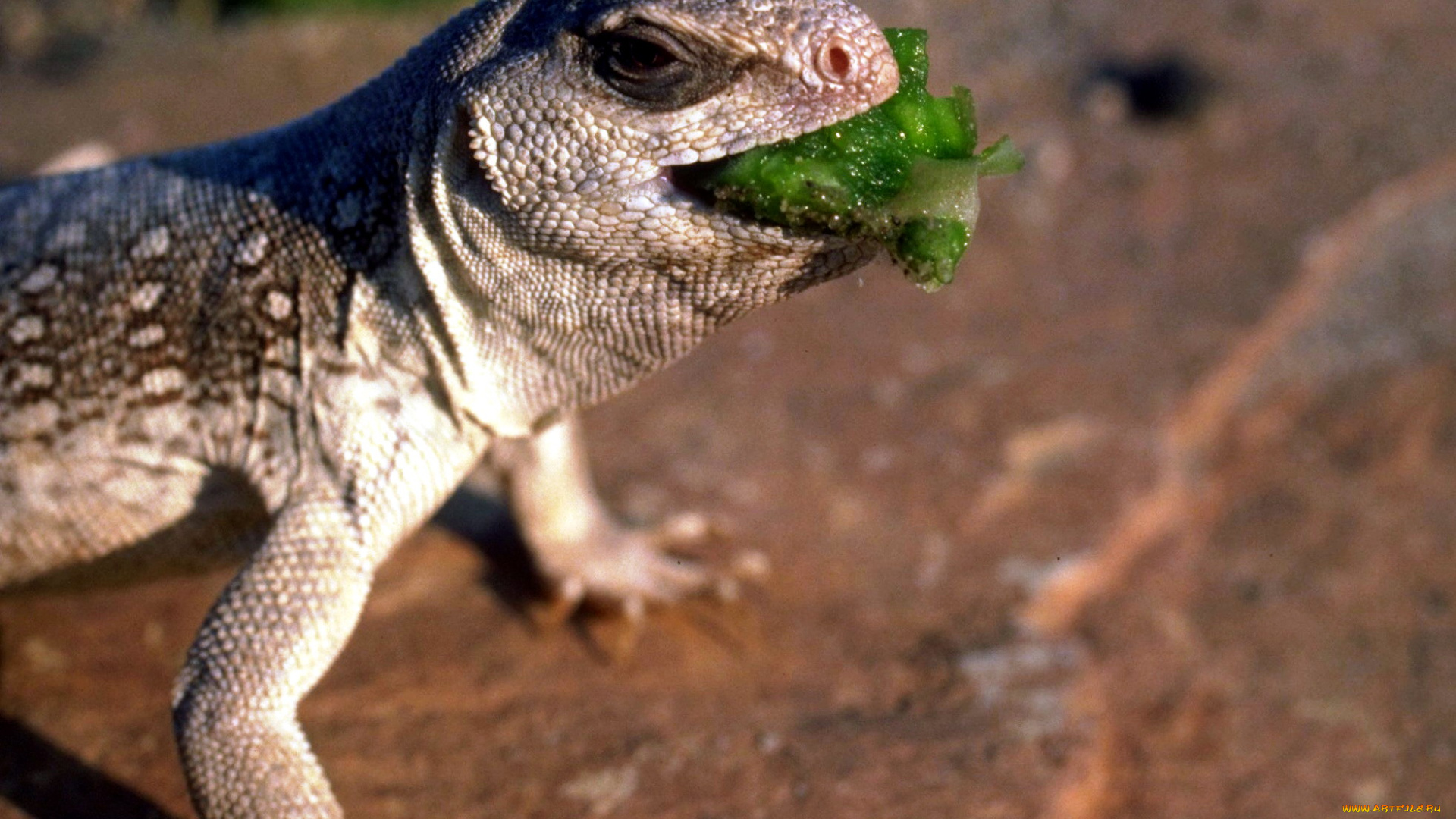 животные, ящерицы, , игуаны, , вараны, еда, ящерица