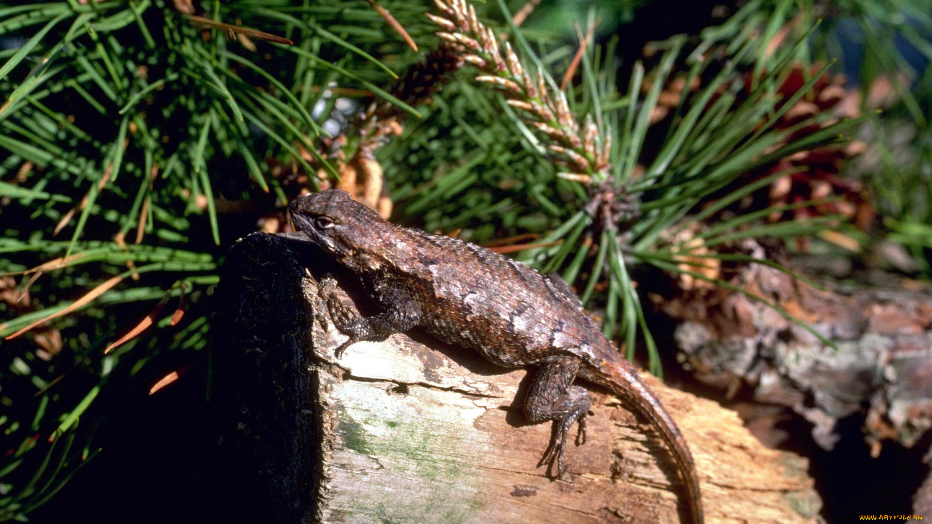 животные, ящерицы, , игуаны, , вараны, хвоя, бревно, ящерица