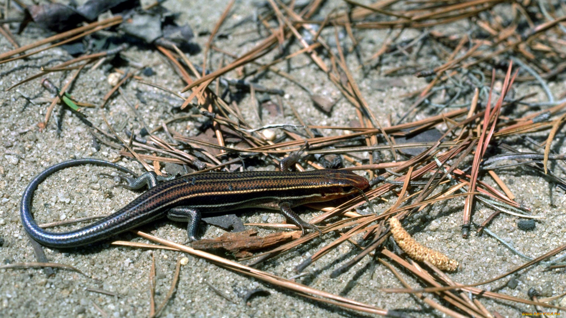 животные, ящерицы, , игуаны, , вараны, хвоя, песок, ящерица
