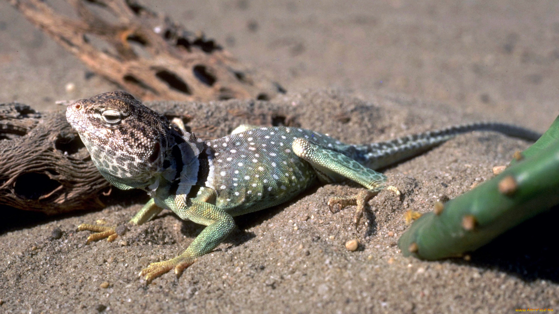 животные, ящерицы, , игуаны, , вараны, кактус, ящерица, песок, коряги