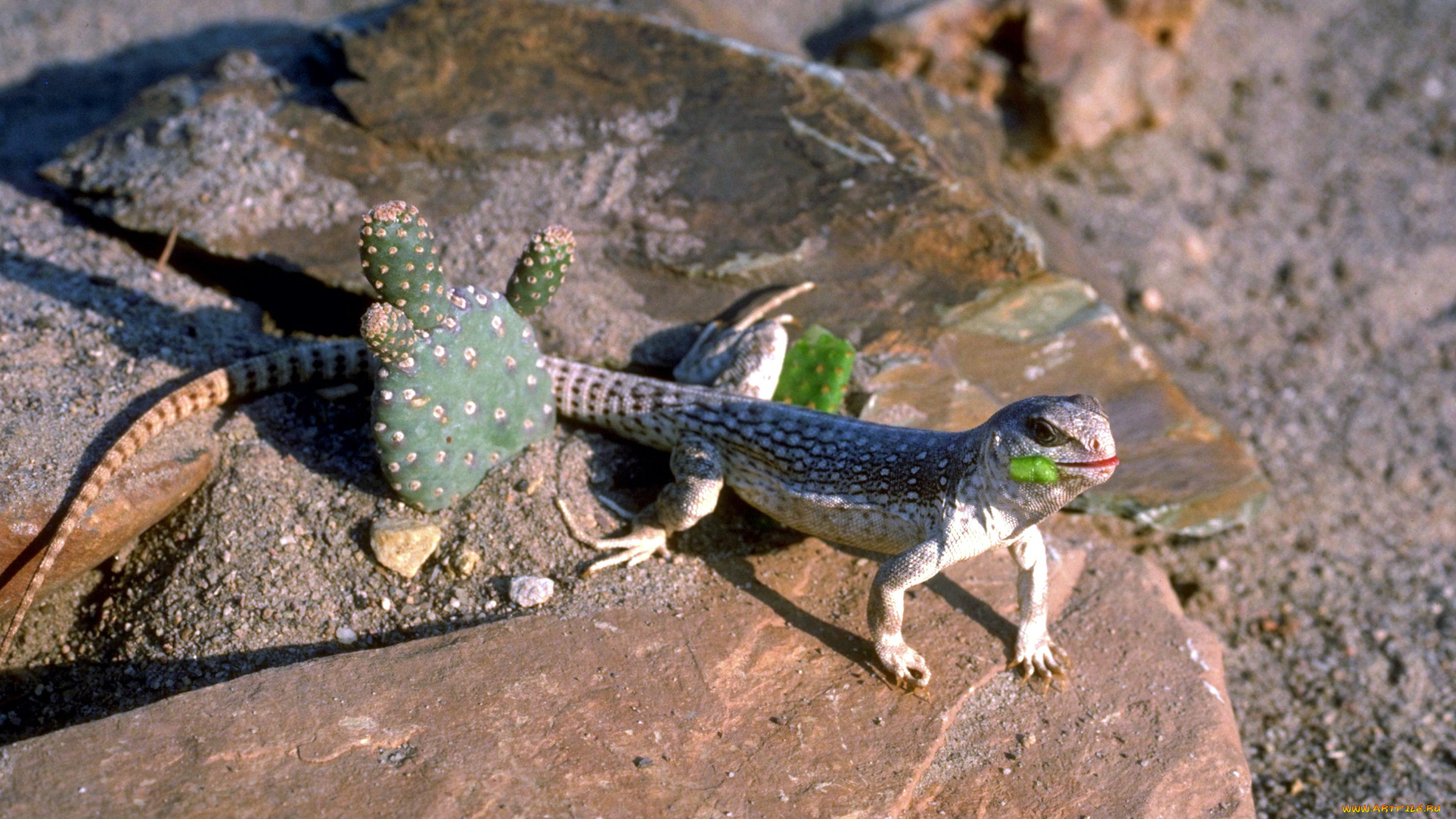 животные, ящерицы, , игуаны, , вараны, кактус, ящерица, песок, камни