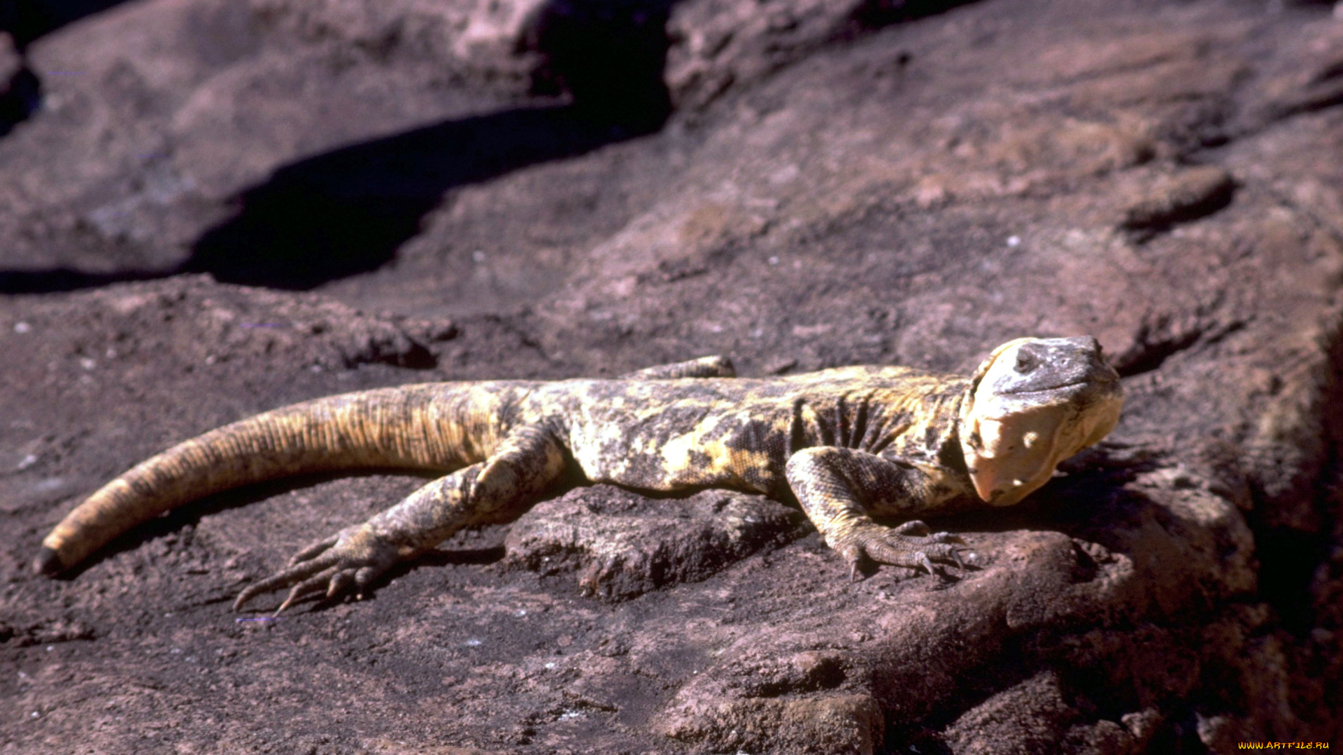 животные, ящерицы, , игуаны, , вараны, камни, ядозуб, ящерица