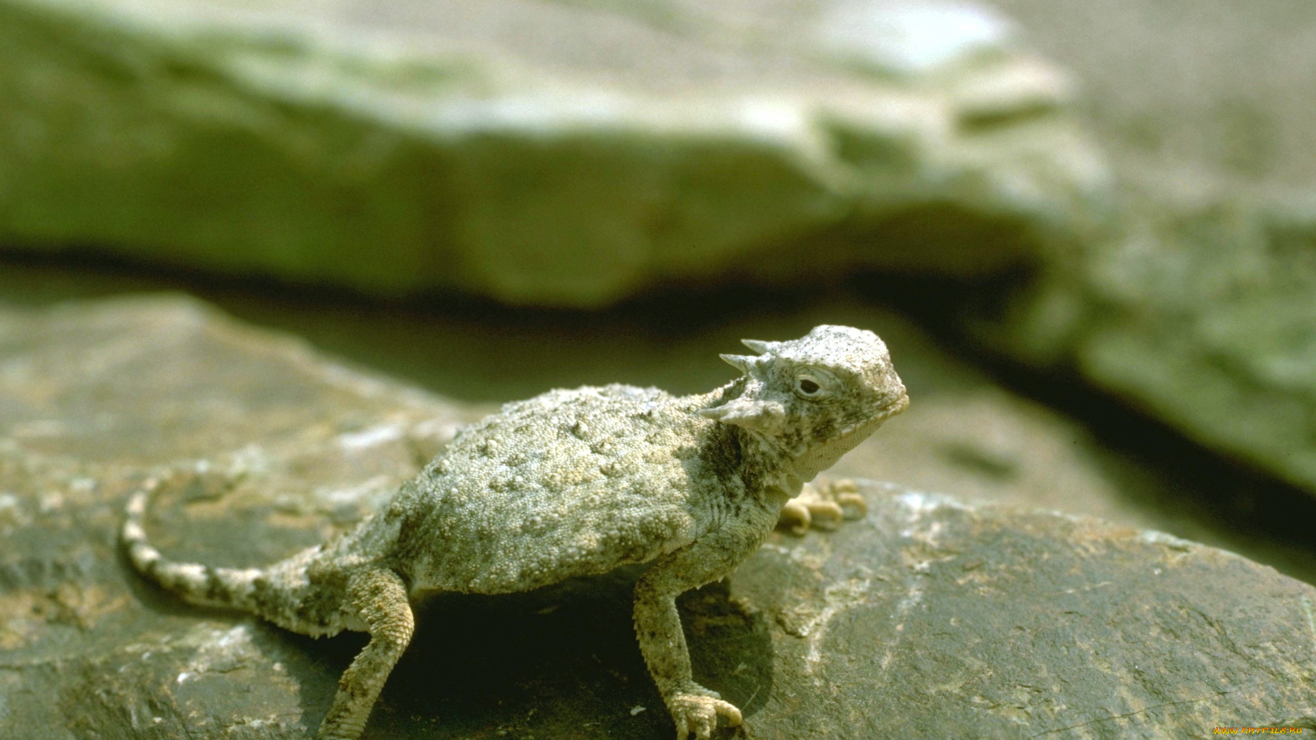 животные, ящерицы, , игуаны, , вараны, камень, ящерица, молох
