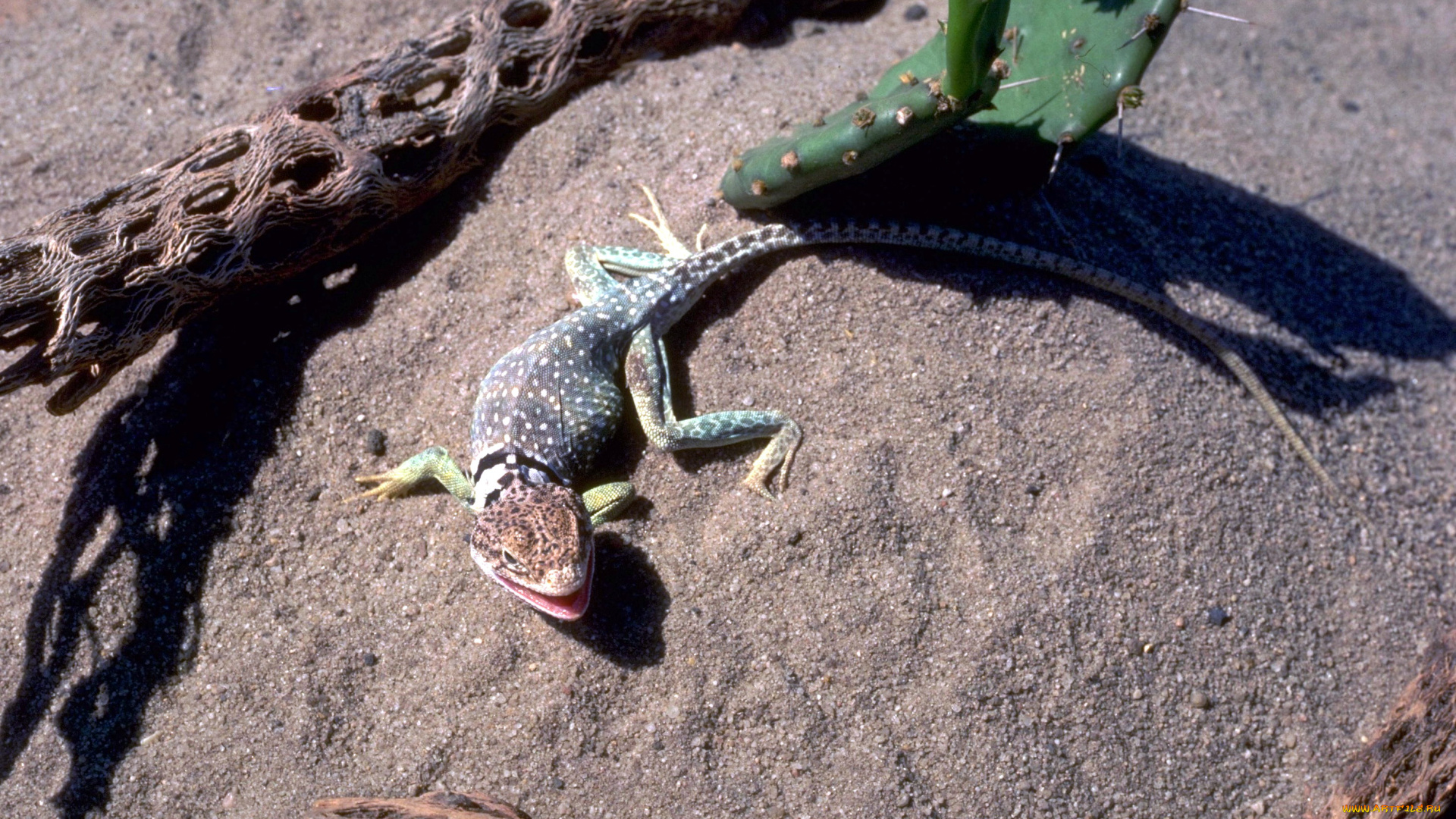 животные, ящерицы, , игуаны, , вараны, коряги, кактус, песок, ящерица