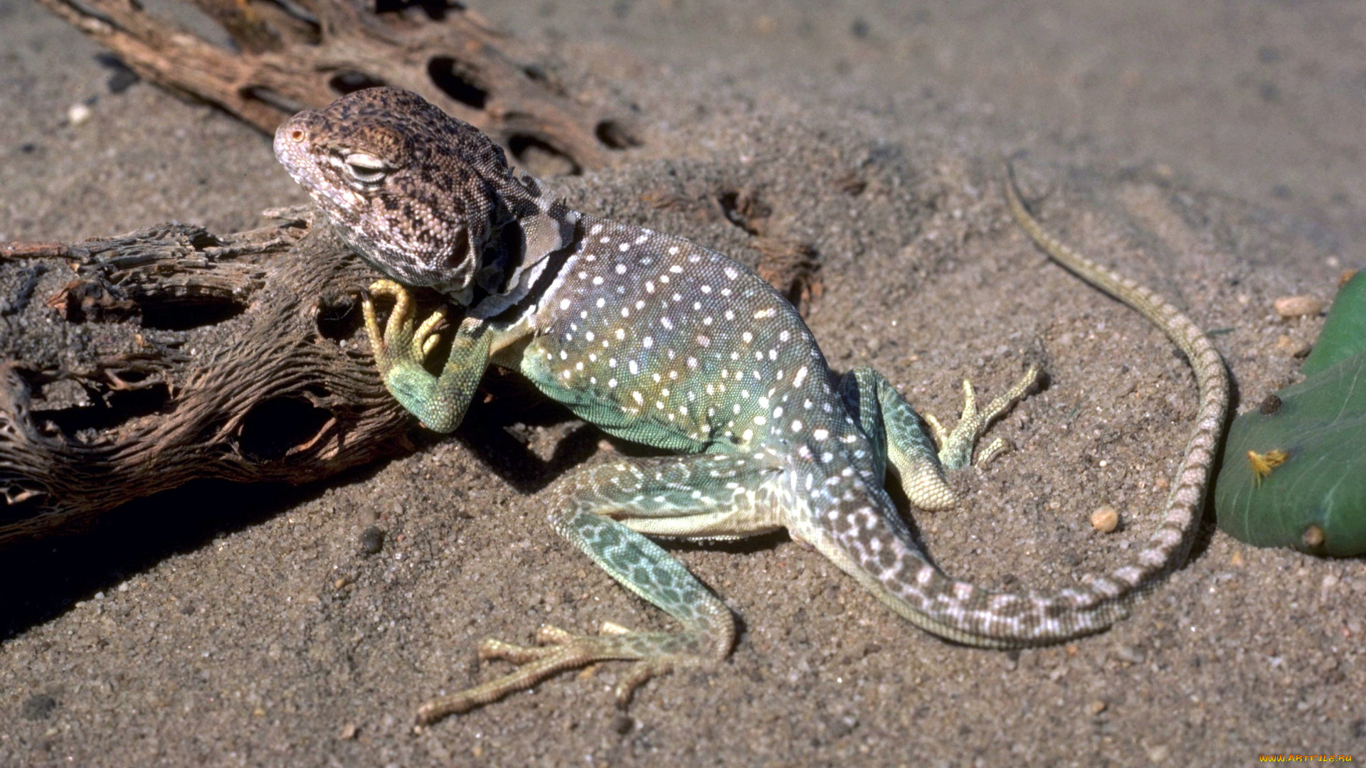 животные, ящерицы, , игуаны, , вараны, коряги, кактус, песок, ящерица