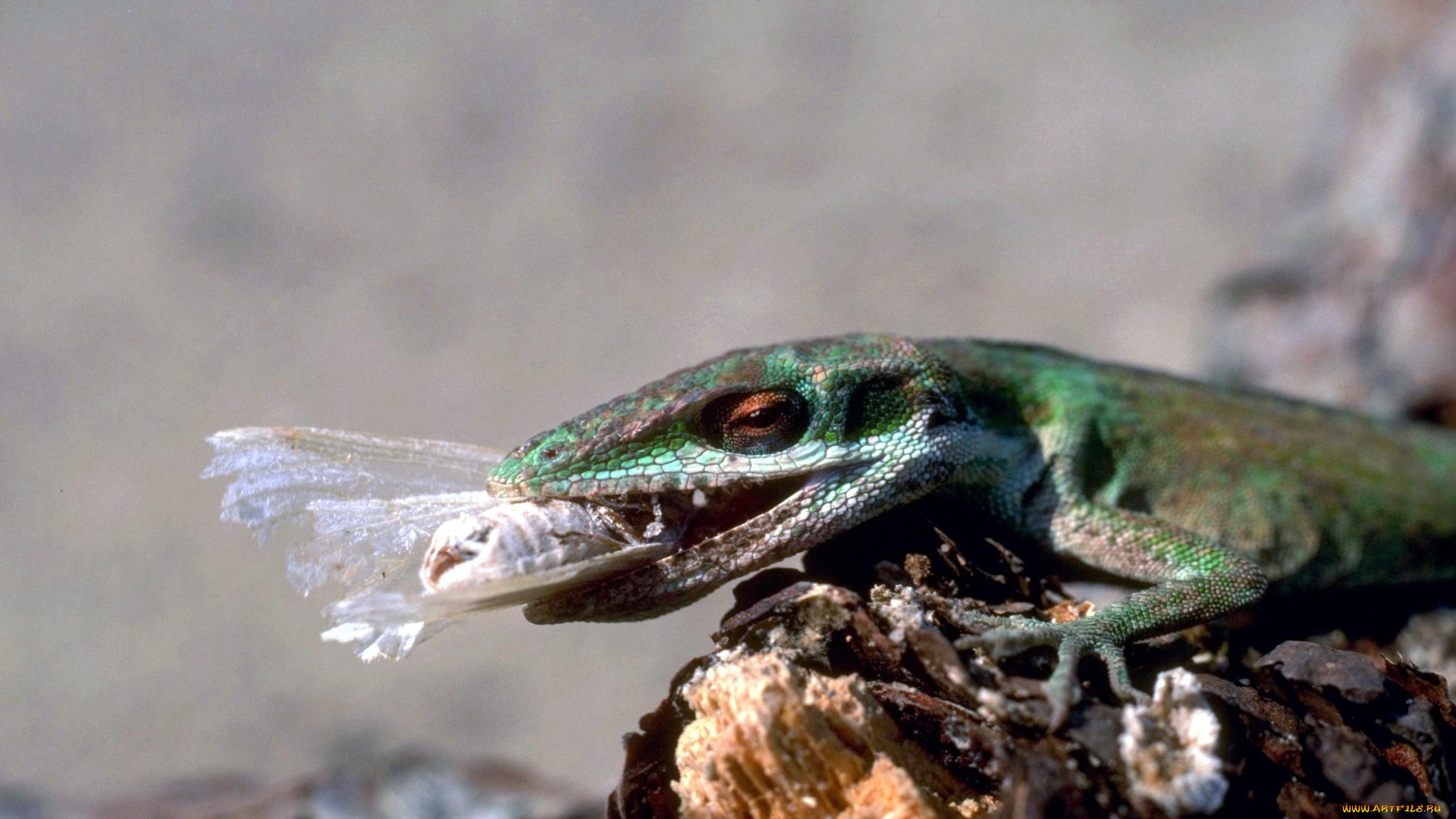 животные, ящерицы, , игуаны, , вараны, коряга, добыча, ящерица