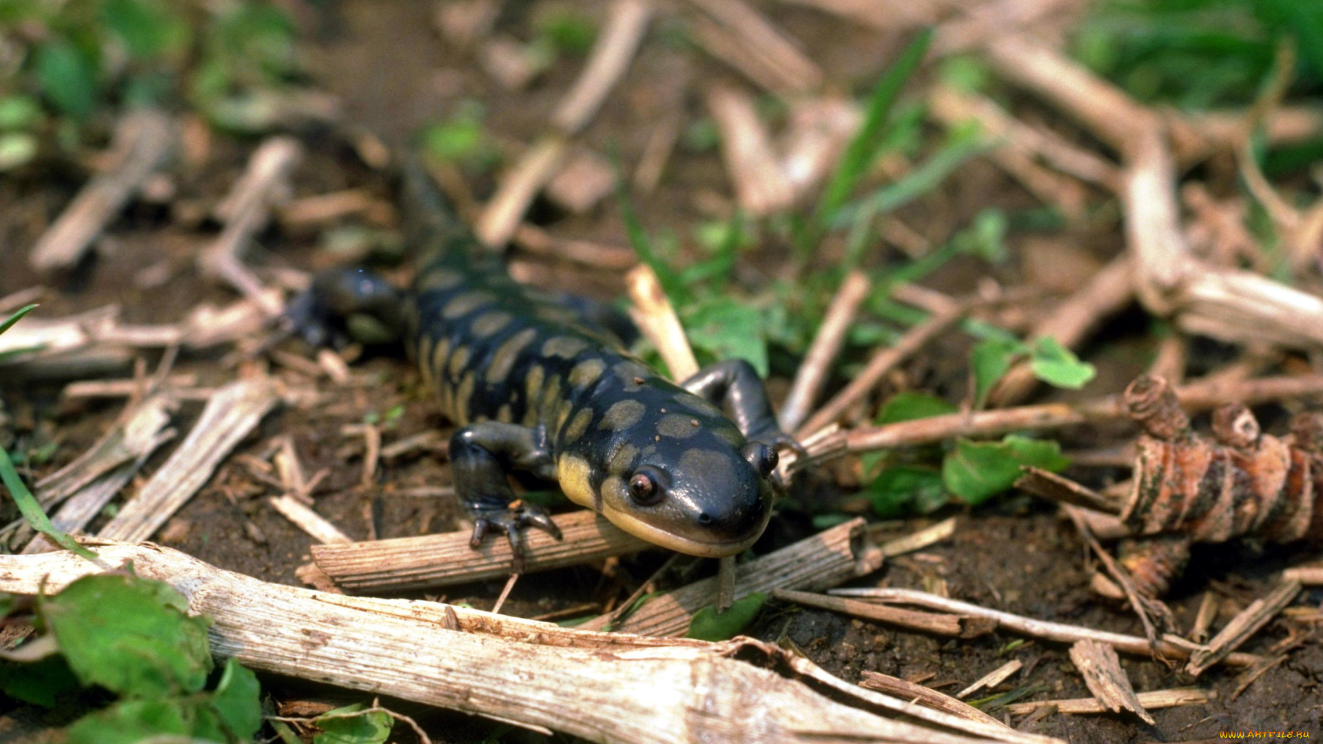 животные, ящерицы, , игуаны, , вараны, палки, саламандра