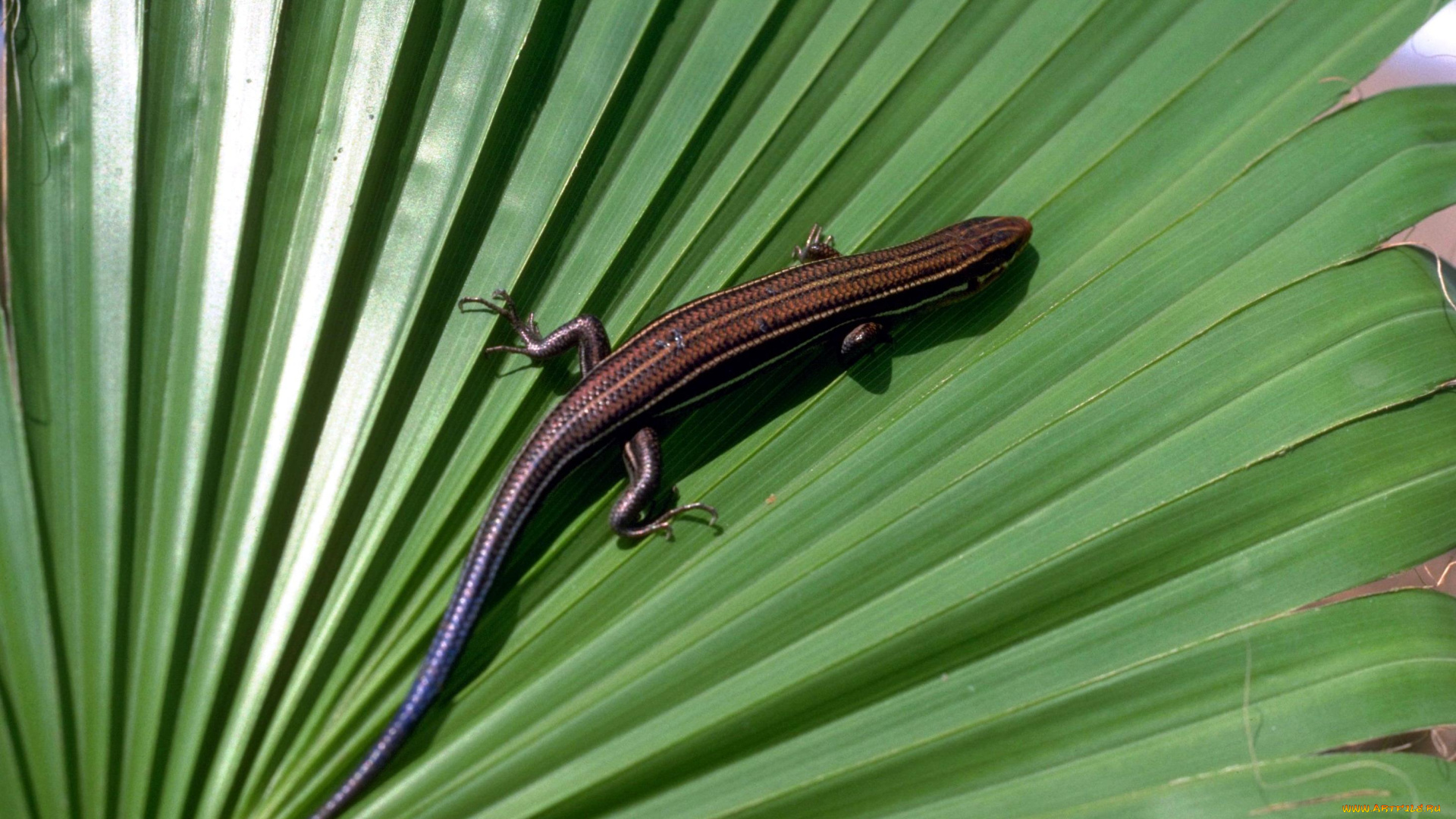 животные, ящерицы, , игуаны, , вараны, пальма, лист, ящерица