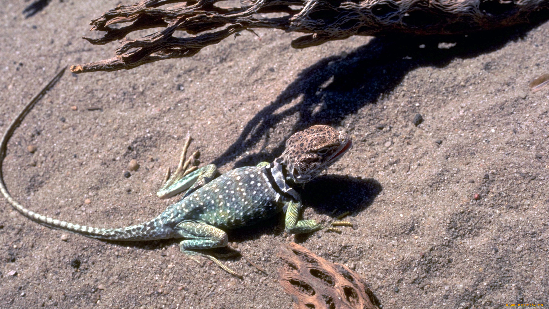 животные, ящерицы, , игуаны, , вараны, песок, ящерица, коряги
