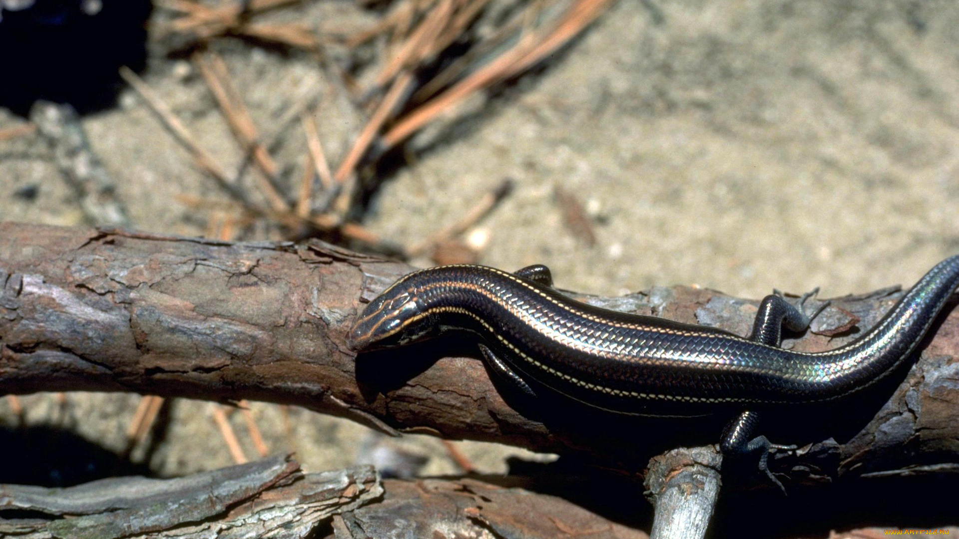 животные, ящерицы, , игуаны, , вараны, песок, хвоя, бревна, ящерица