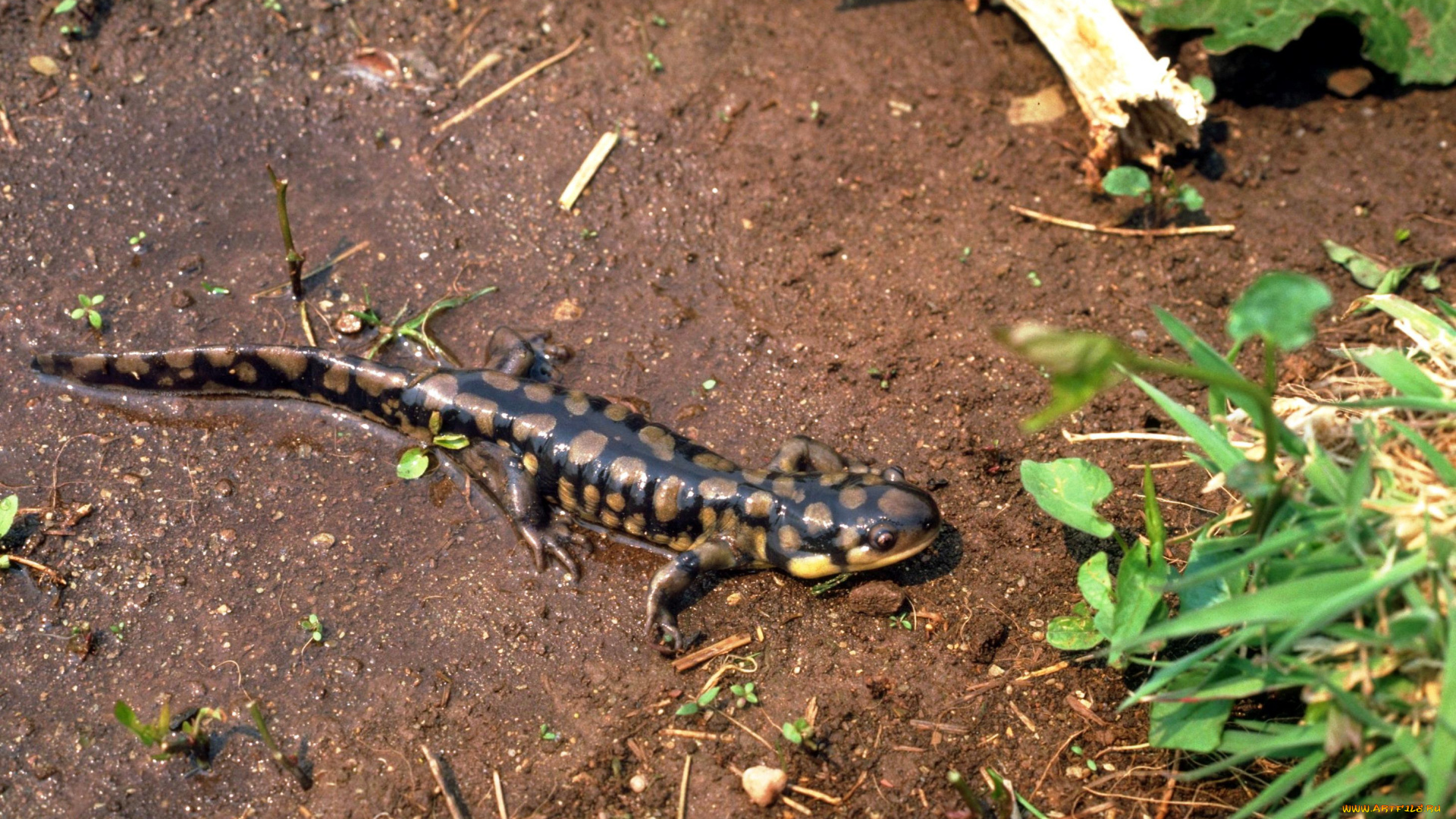 животные, ящерицы, , игуаны, , вараны, трава, саламандра