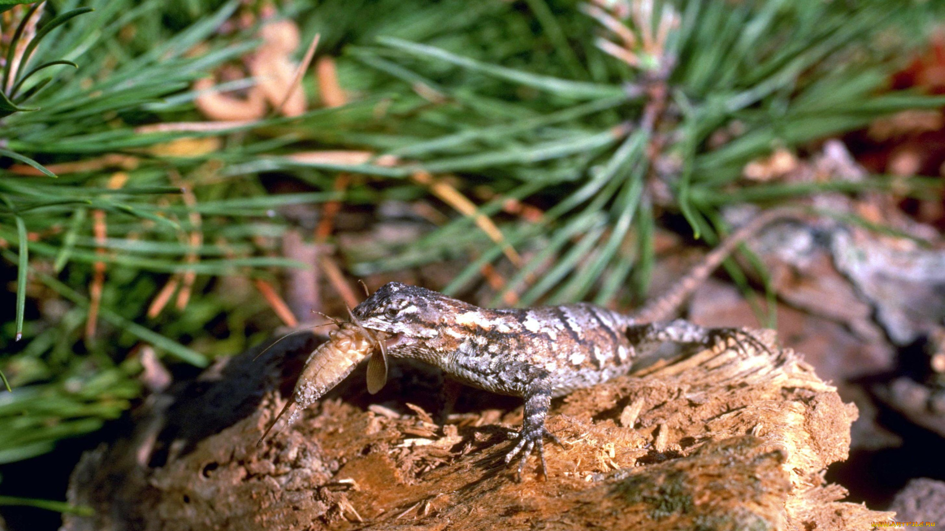 животные, ящерицы, , игуаны, , вараны, ящерица, бревно, хвоя, добыча