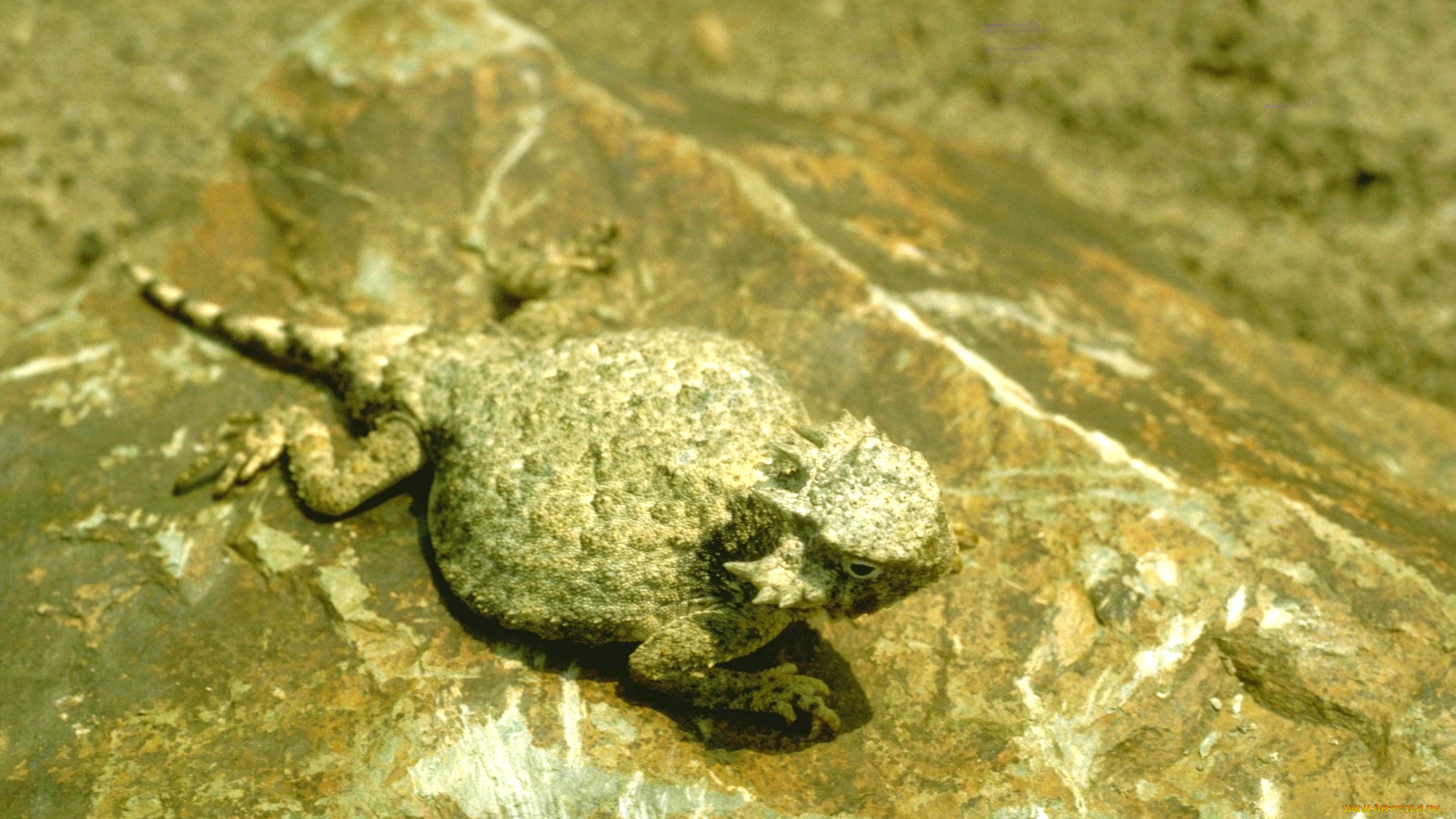 животные, ящерицы, , игуаны, , вараны, ящерица, камень, молох