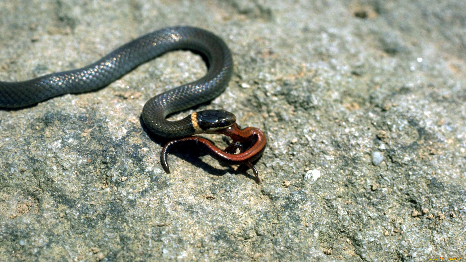 животные, змеи, , питоны, , кобры, камни, добыча, змея