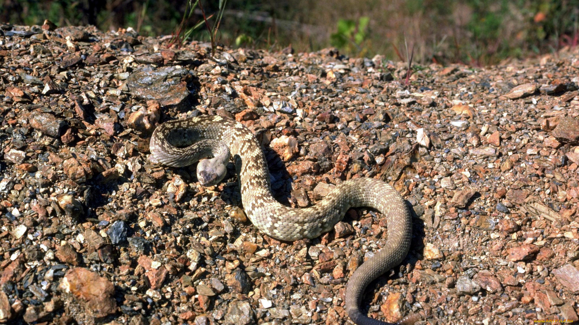 животные, змеи, , питоны, , кобры, камни, гремучая, змея