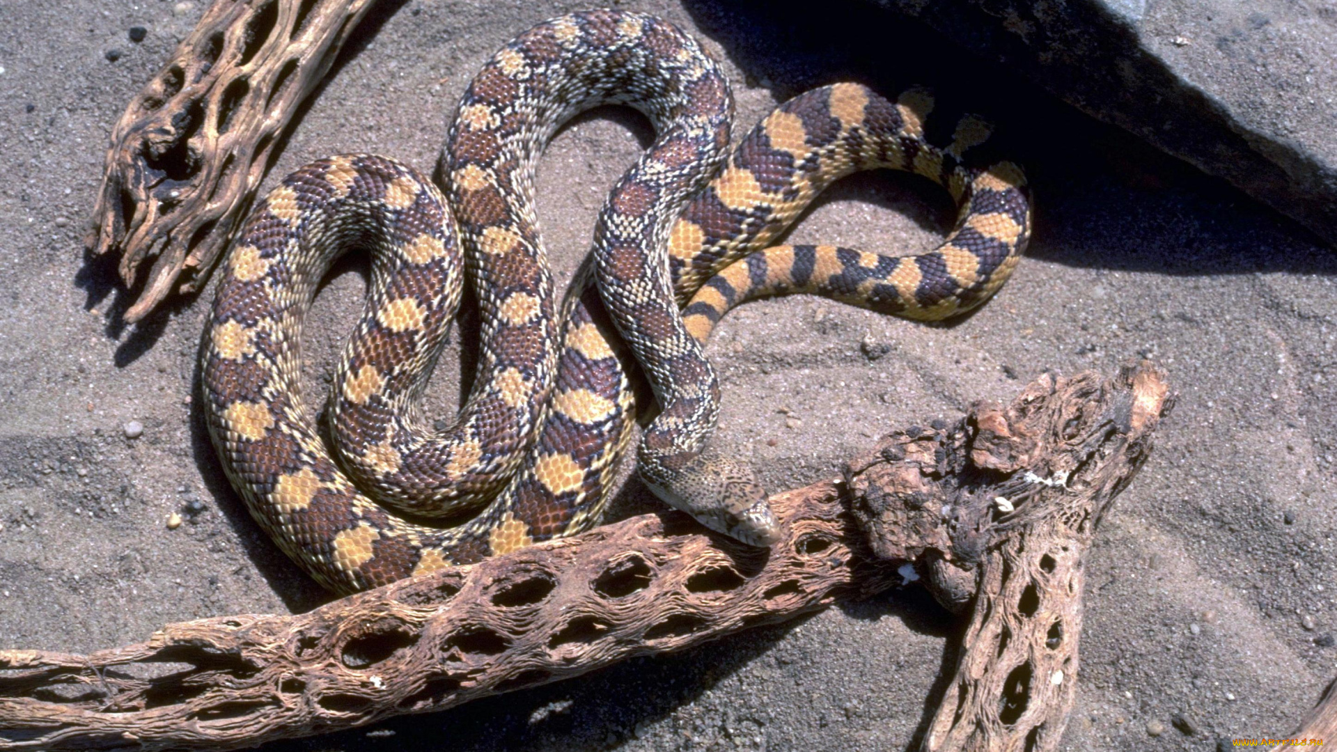 животные, змеи, , питоны, , кобры, коряги, песок, камни, змея