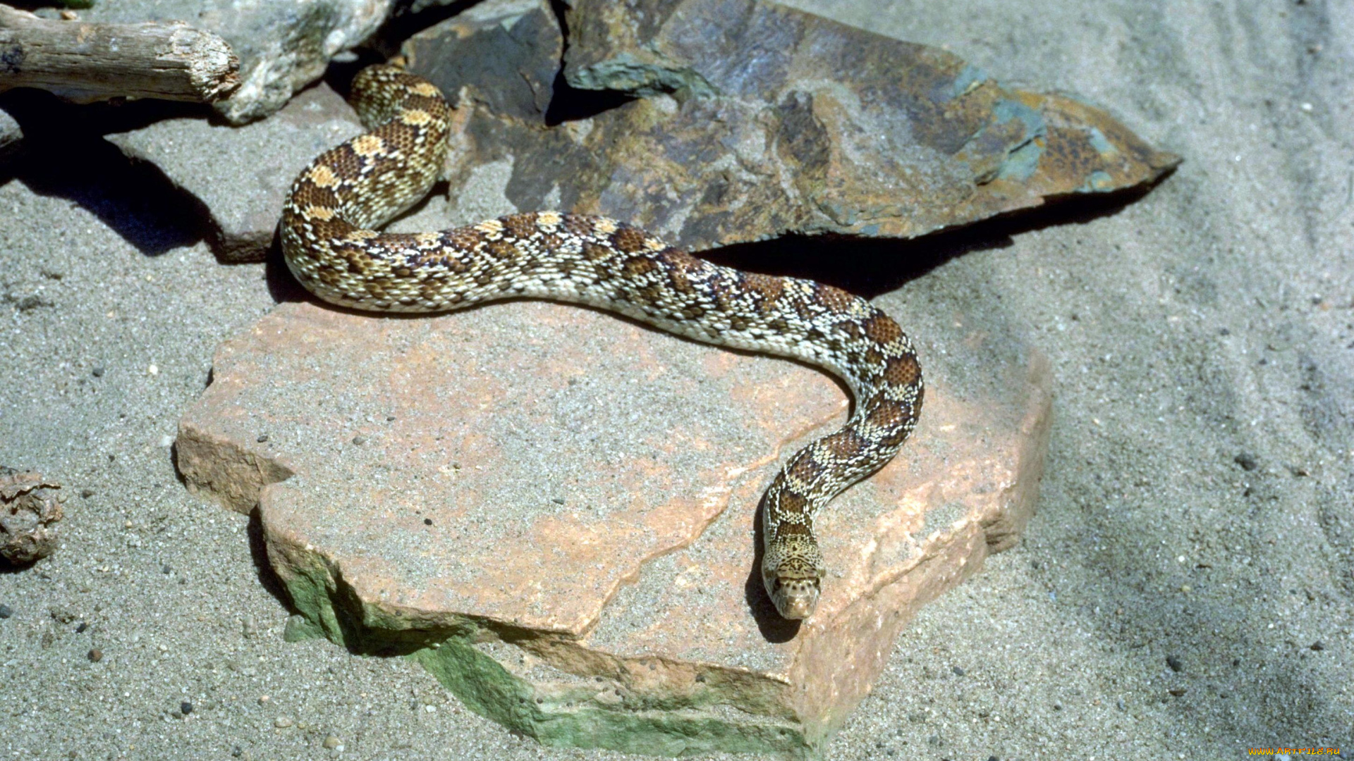 животные, змеи, , питоны, , кобры, песок, камни, змея