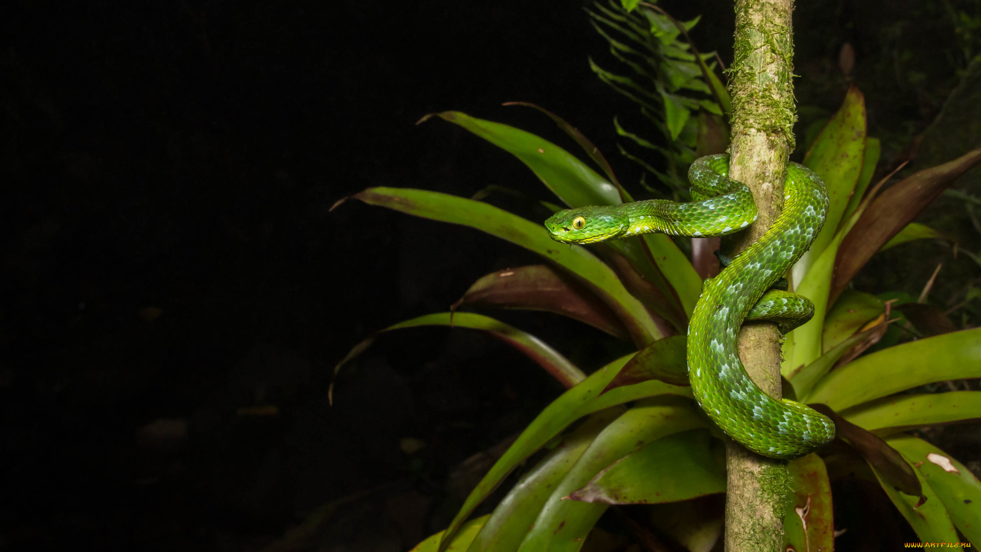 животные, змеи, , питоны, , кобры, змейка