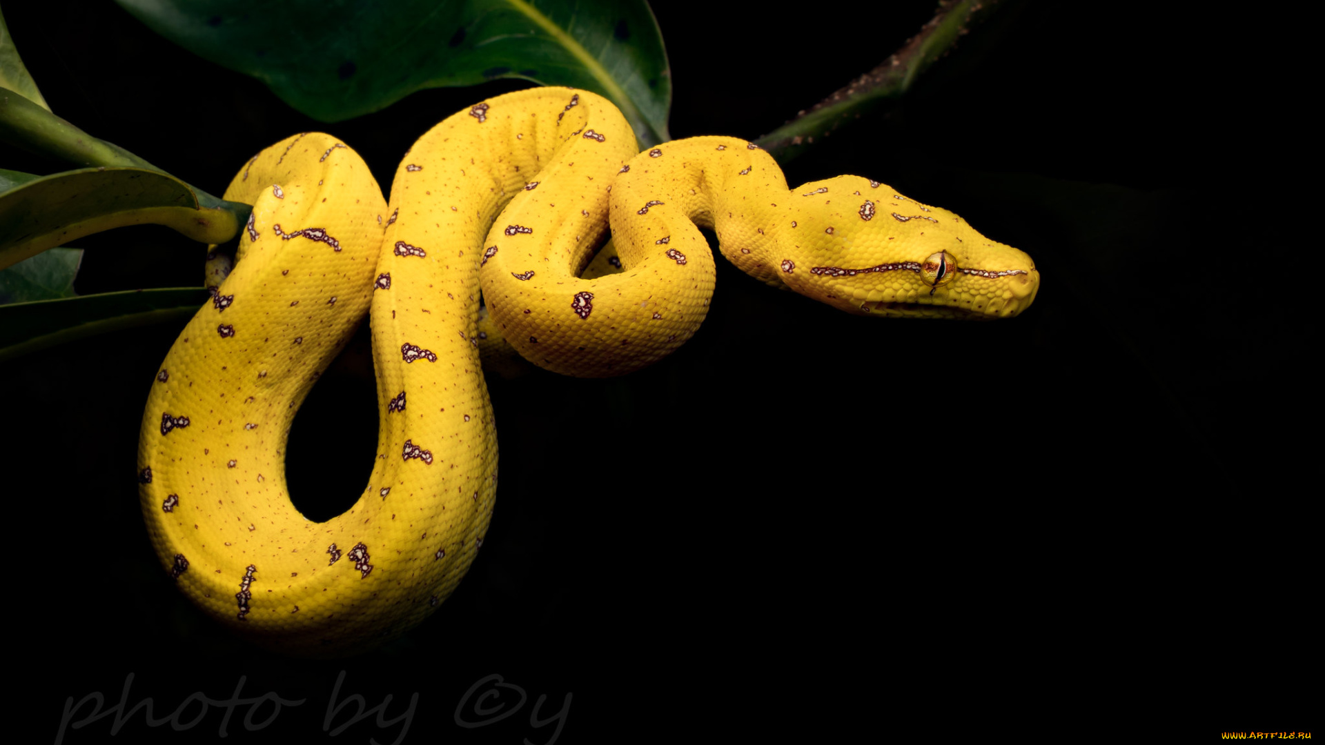 животные, змеи, , питоны, , кобры, змейка