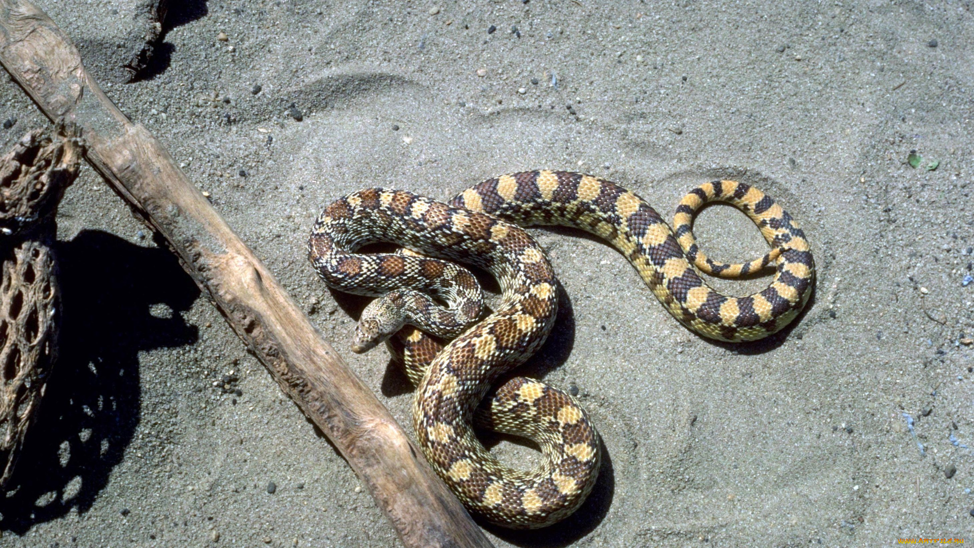 животные, змеи, , питоны, , кобры, змея, бревно, песок