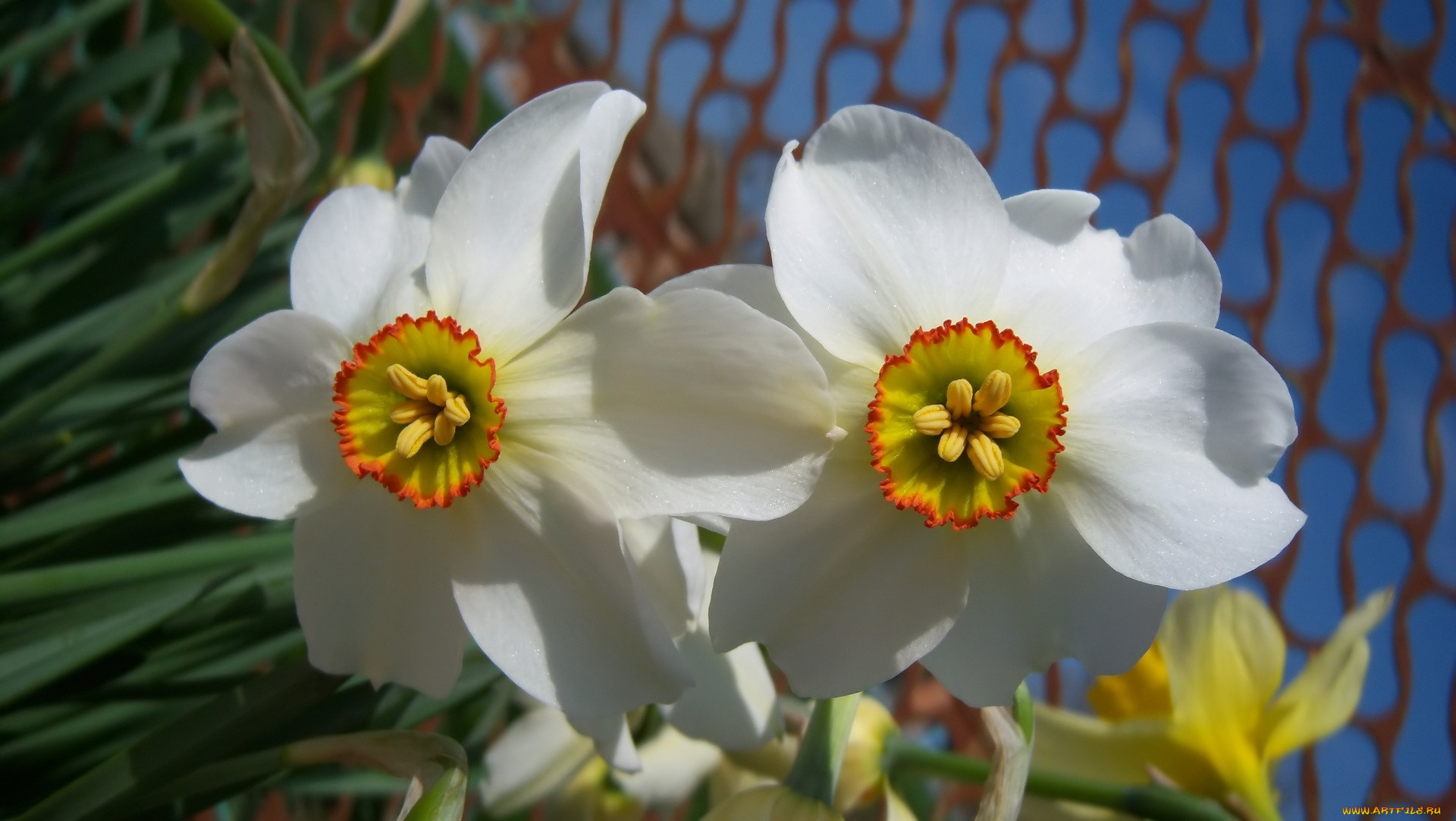 цветы, нарциссы, весна, 2010