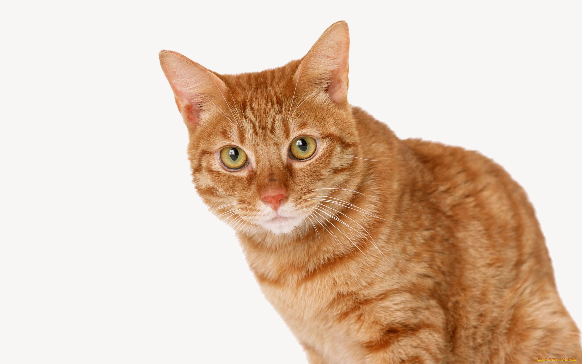 животные, коты, кот, рыжий