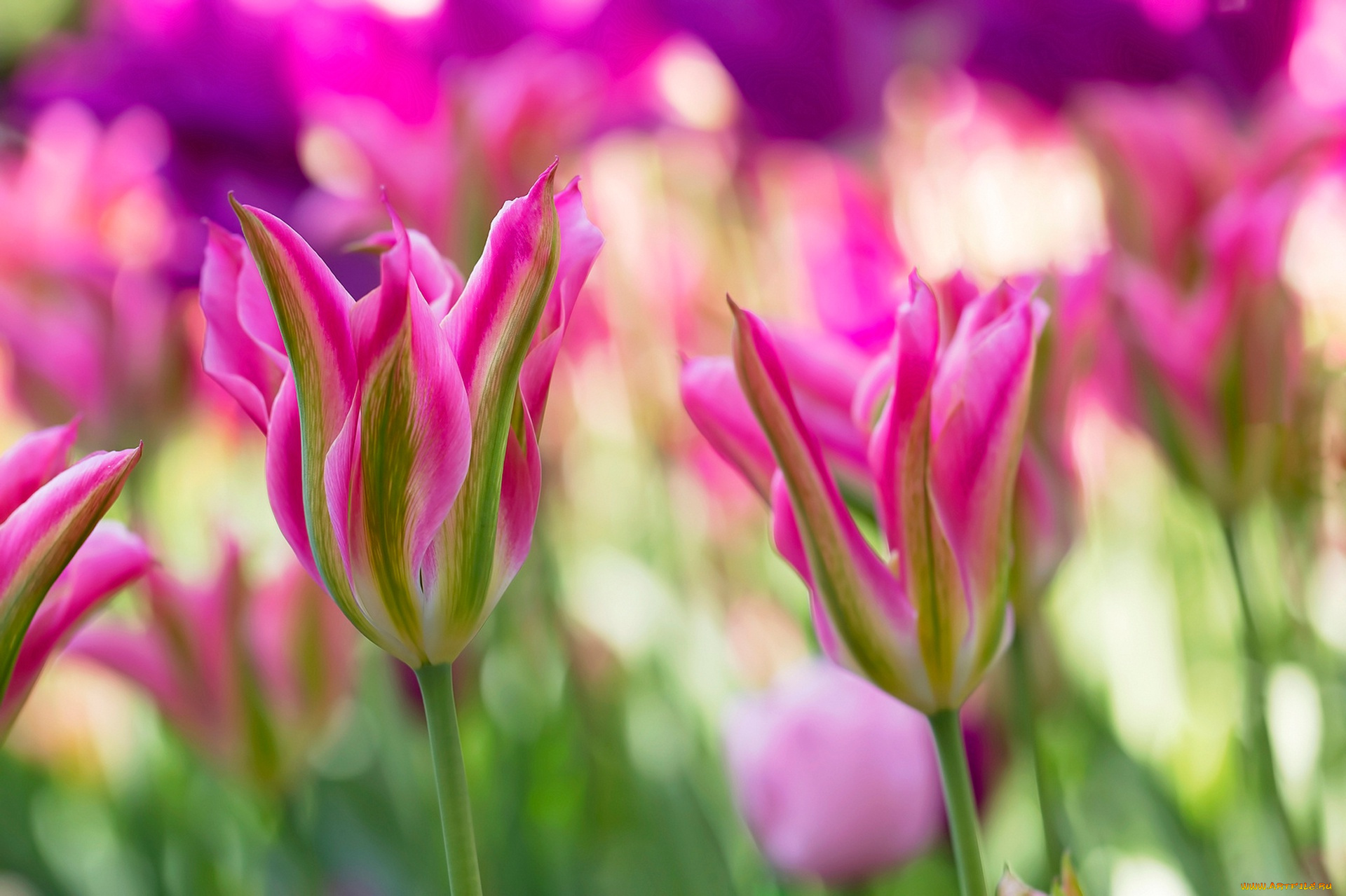 цветы, тюльпаны, розовые
