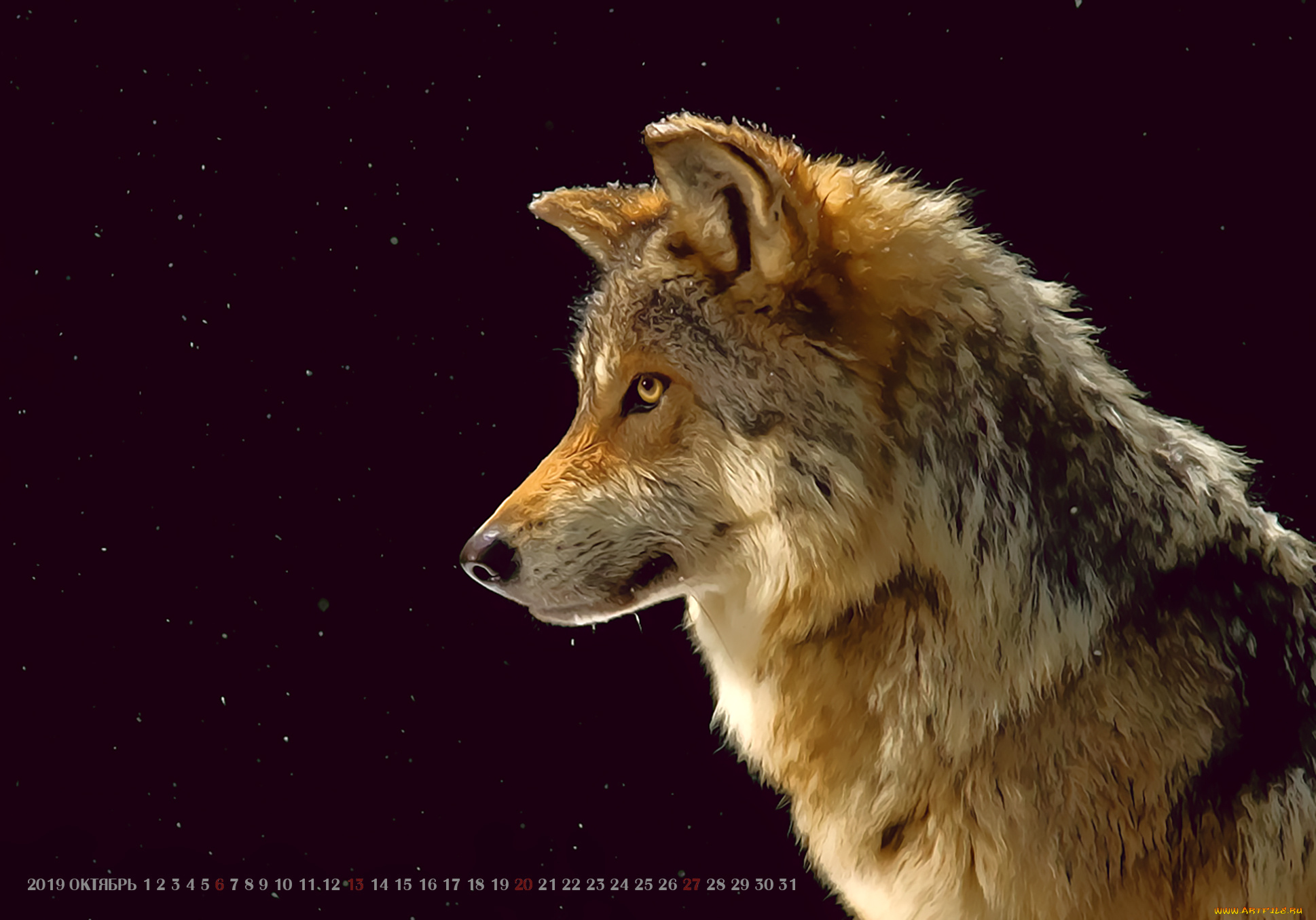календари, рисованные, , векторная, графика, 2019, calendar, фон, черный, морда, профиль, волк