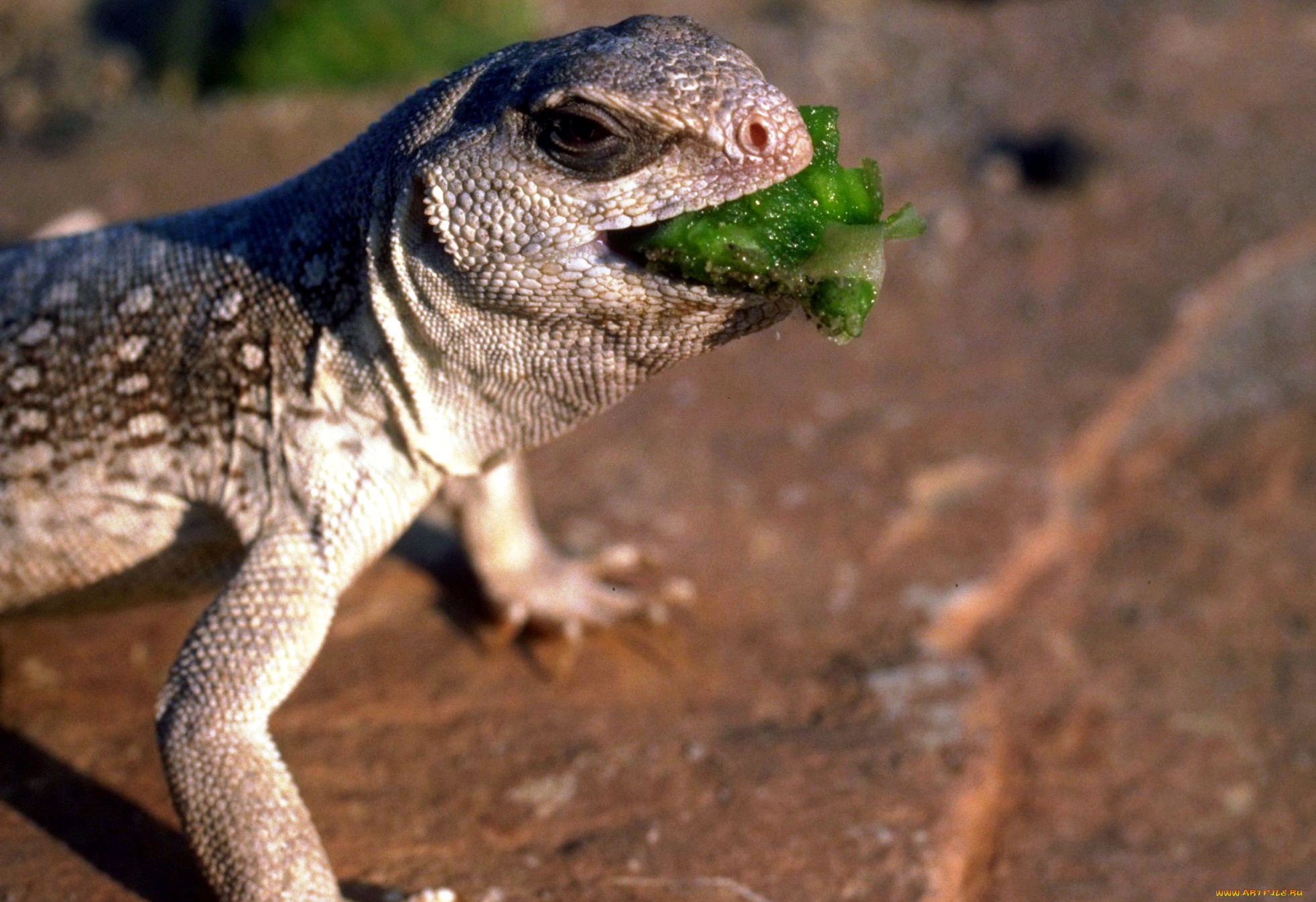животные, ящерицы, , игуаны, , вараны, еда, ящерица