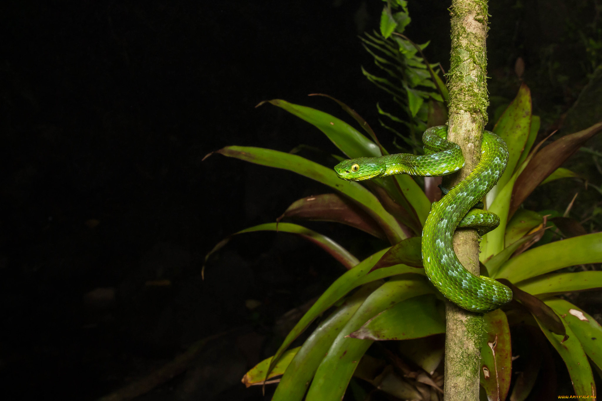 животные, змеи, , питоны, , кобры, змейка