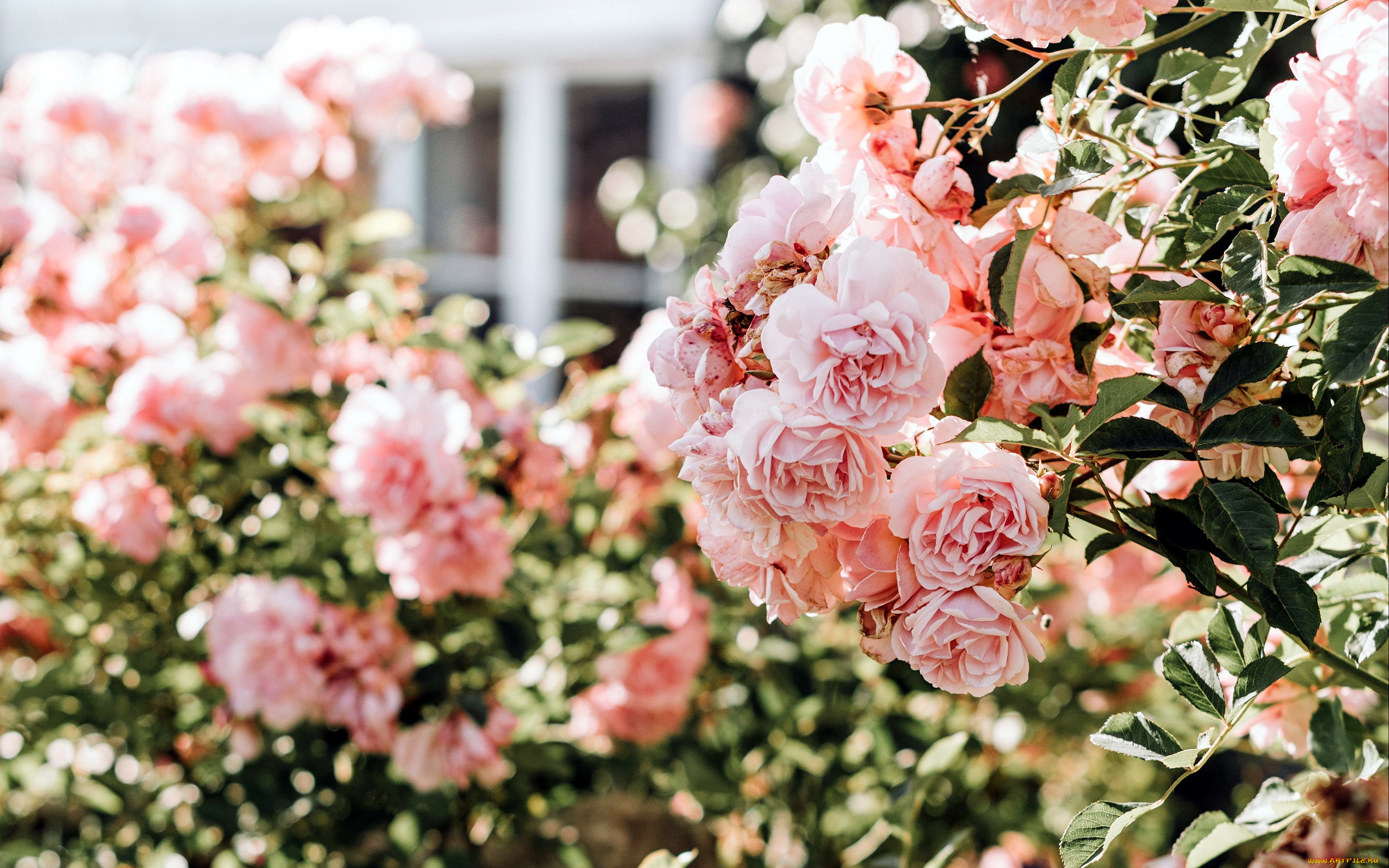 цветы, розы, куст, розовый