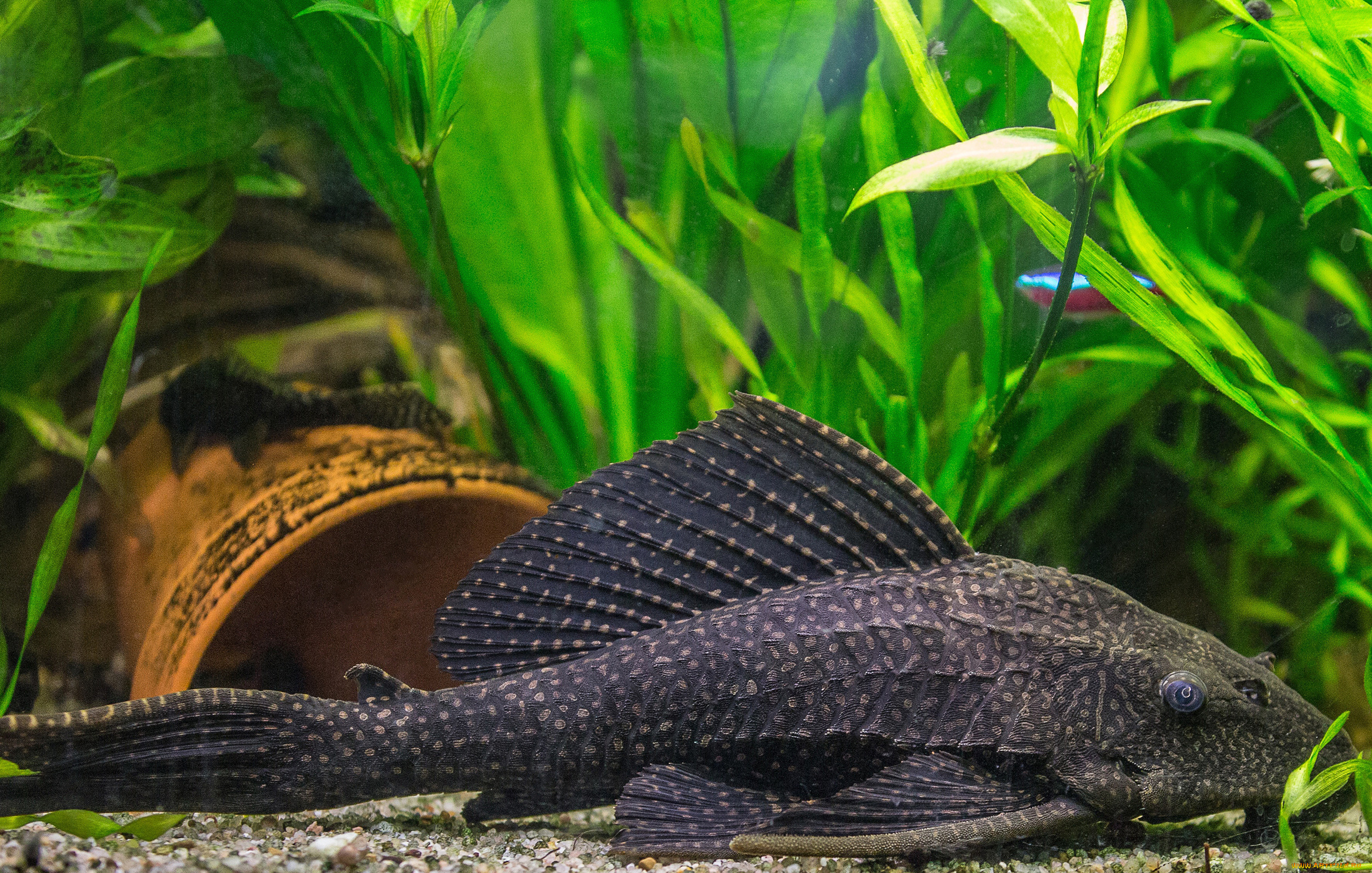 птеригоплихт, животные, рыбы, дно, чёрный, сом, вода, аквариум, птеригоплихтю, рыба, мир, водный