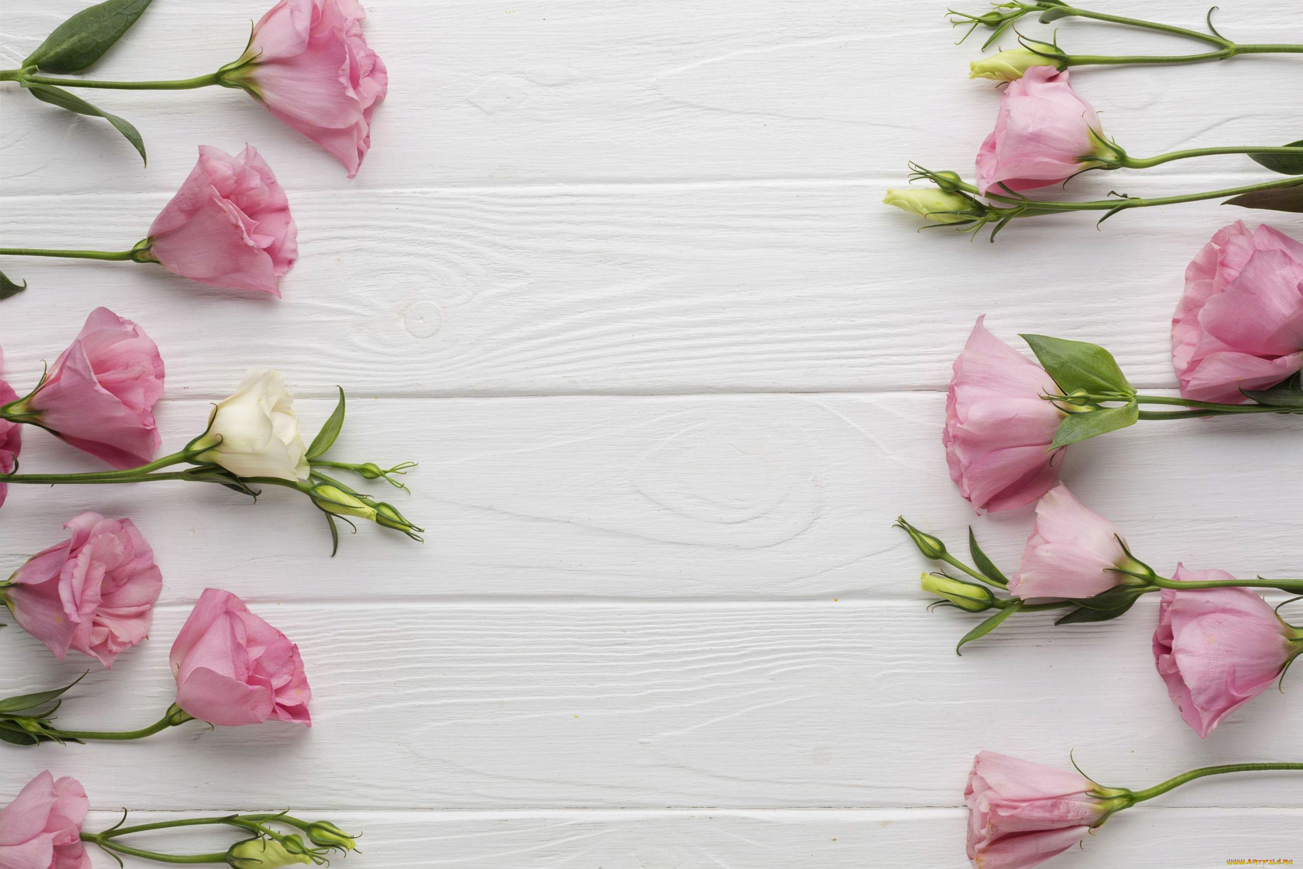 цветы, эустома, бутоны