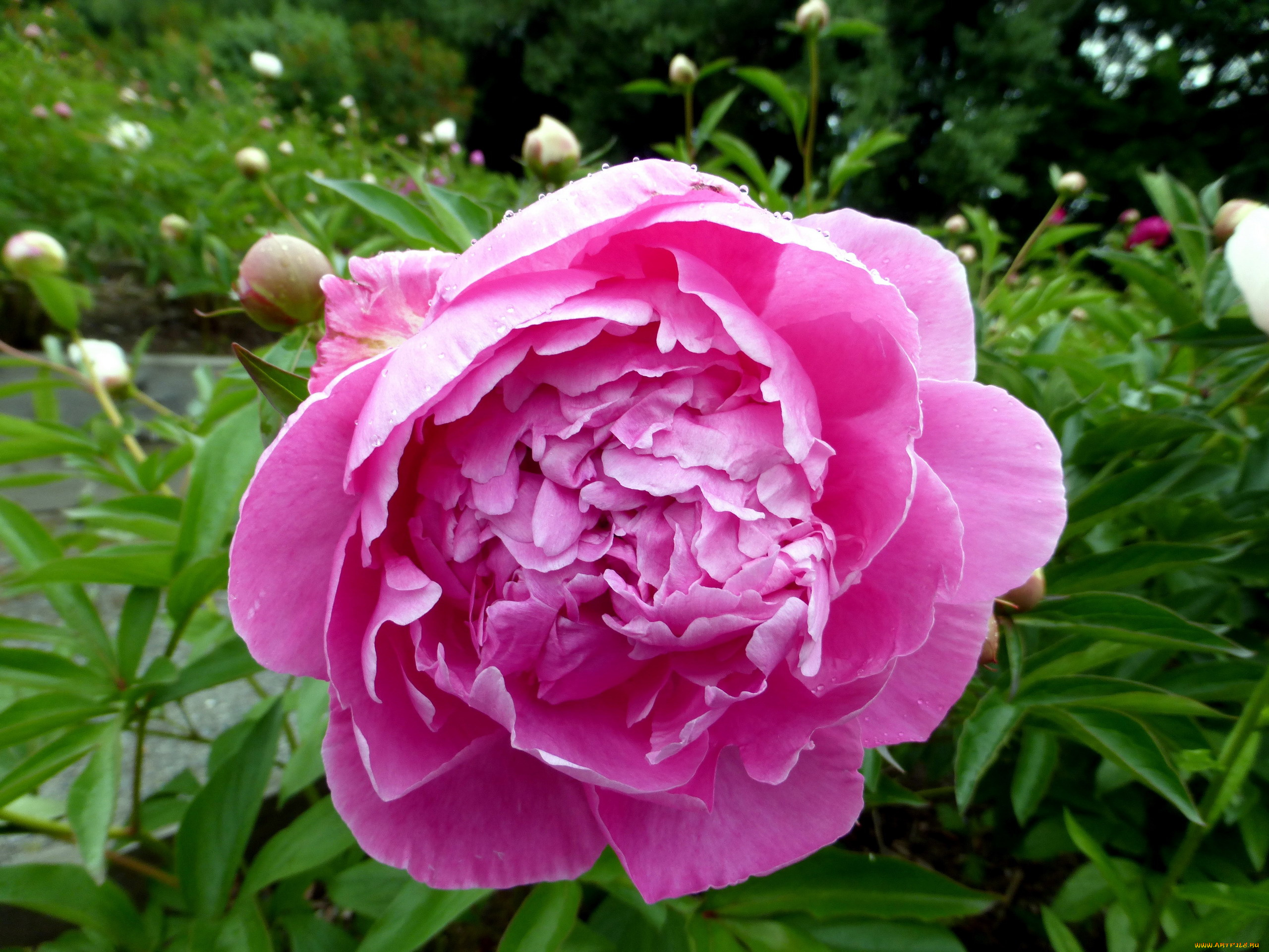 цветы, пионы, розовый