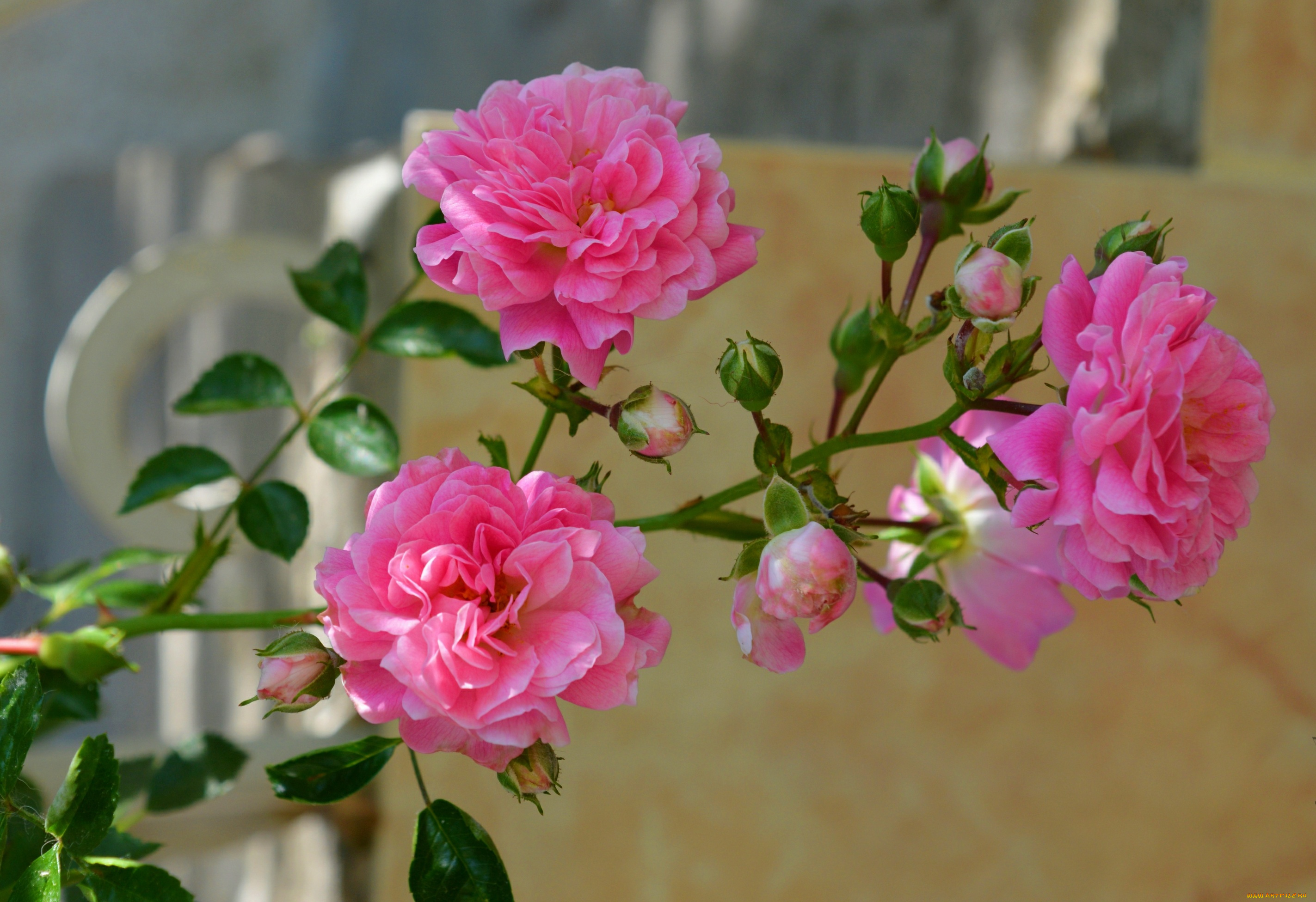 цветы, розы, розовые