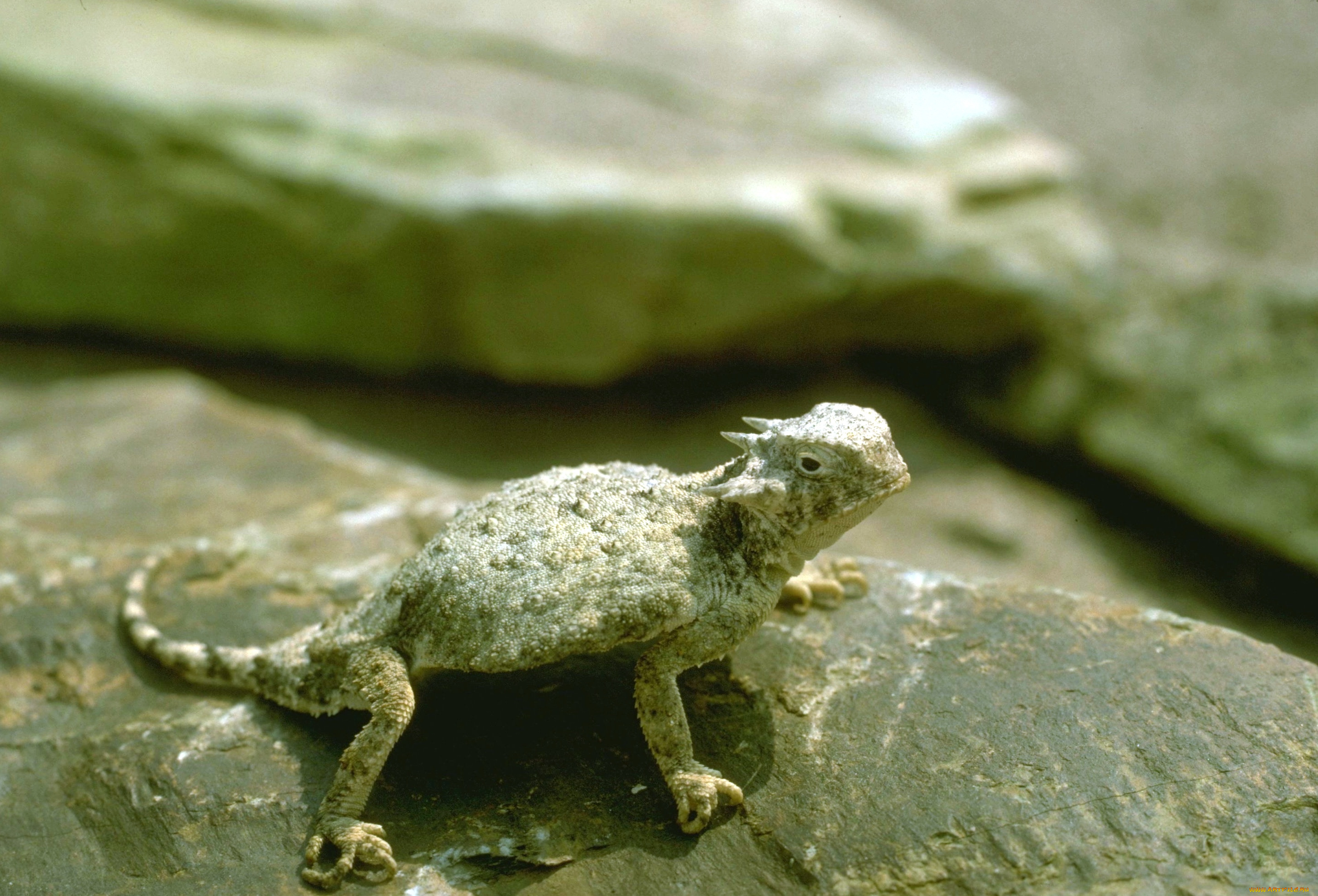 животные, ящерицы, , игуаны, , вараны, камень, ящерица, молох