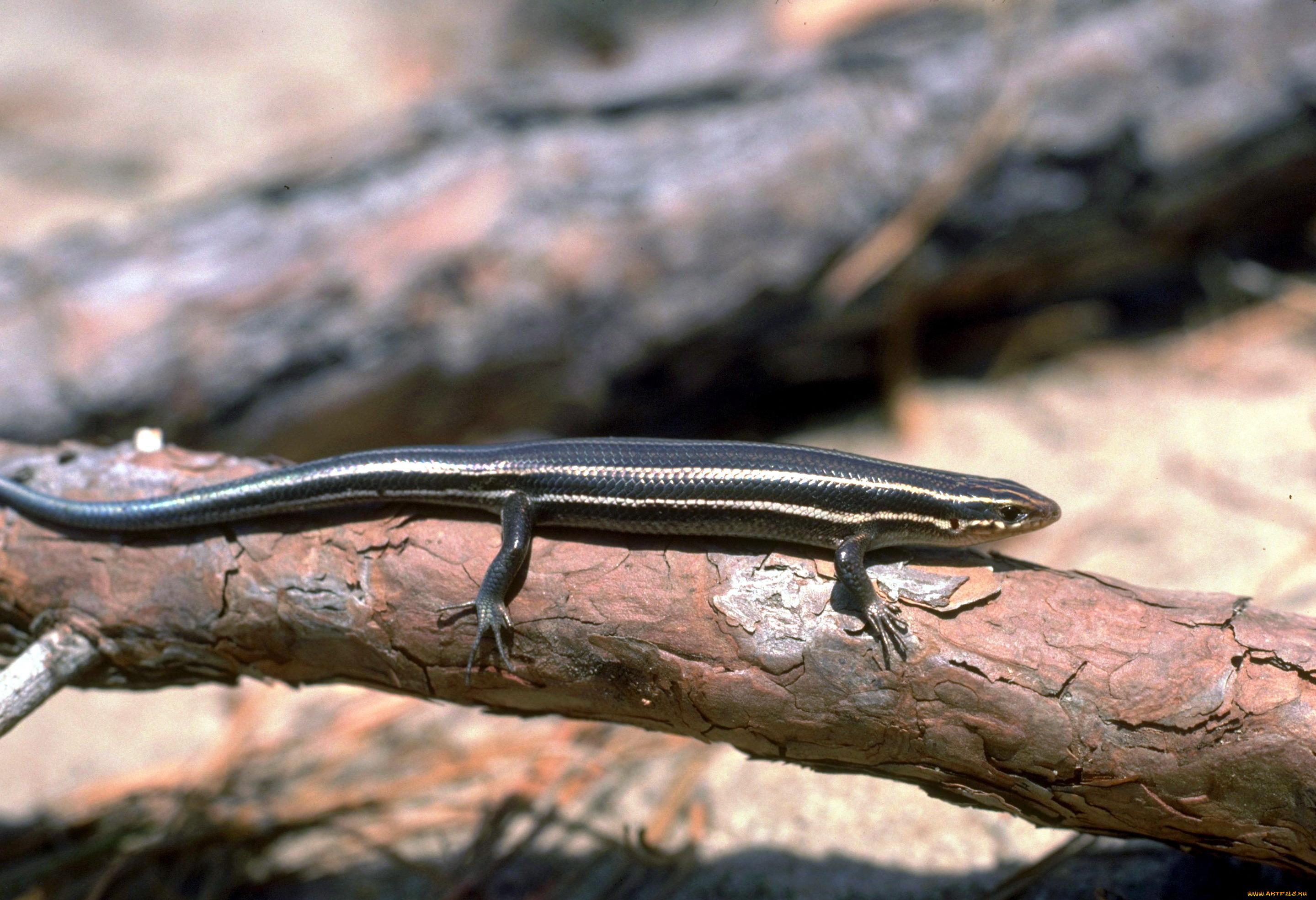 животные, ящерицы, , игуаны, , вараны, бревна, ящерица