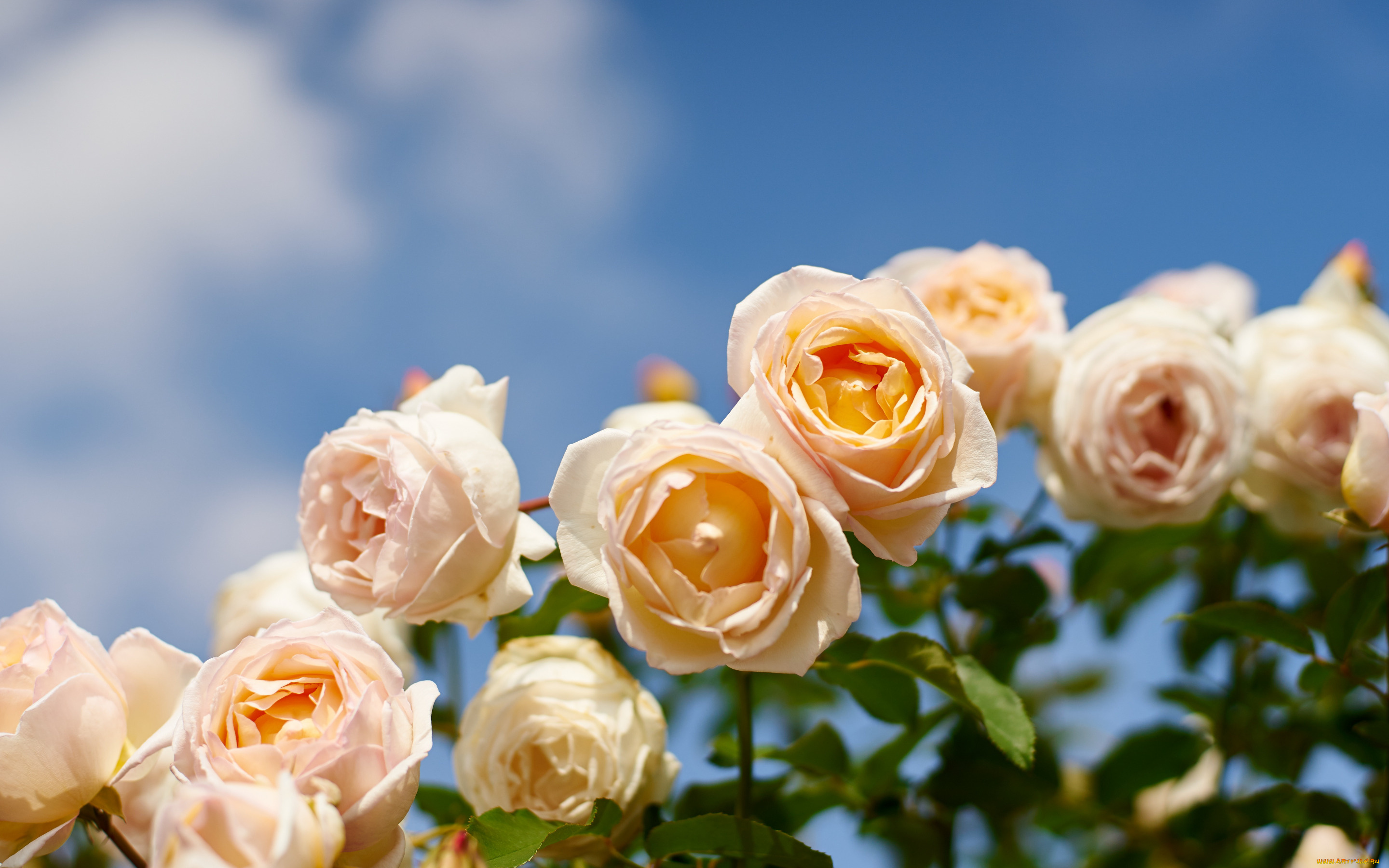 цветы, розы