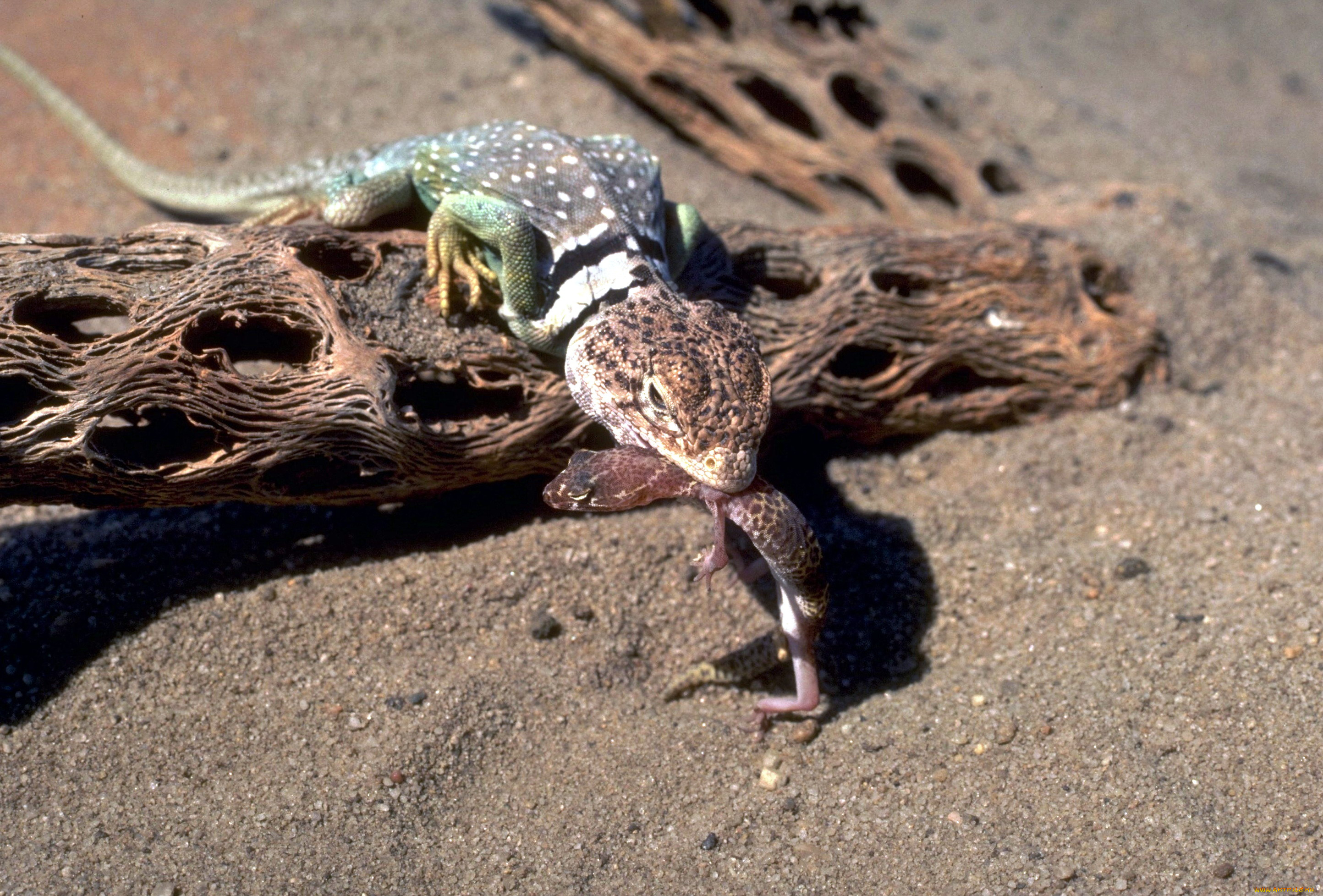 животные, ящерицы, , игуаны, , вараны, коряги, песок, ящерица