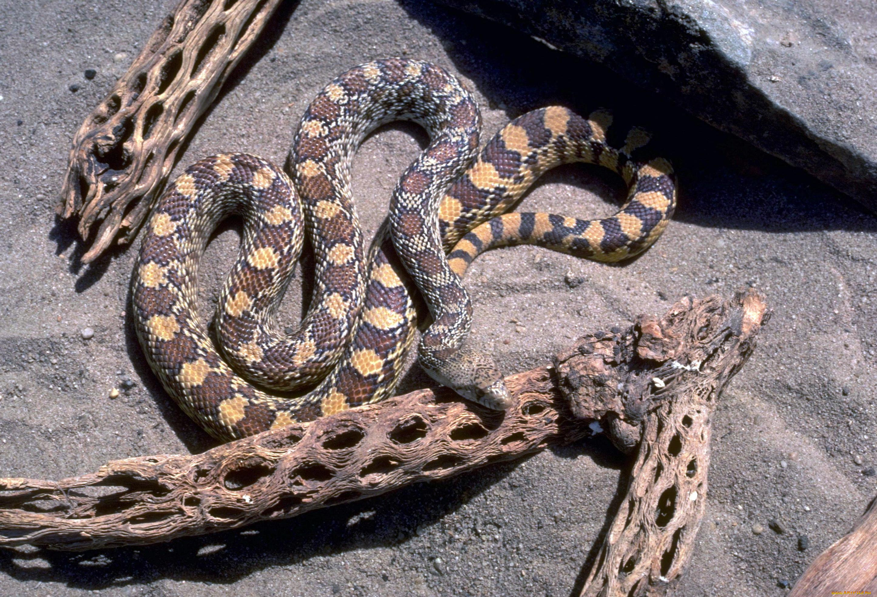 животные, змеи, , питоны, , кобры, коряги, песок, камни, змея