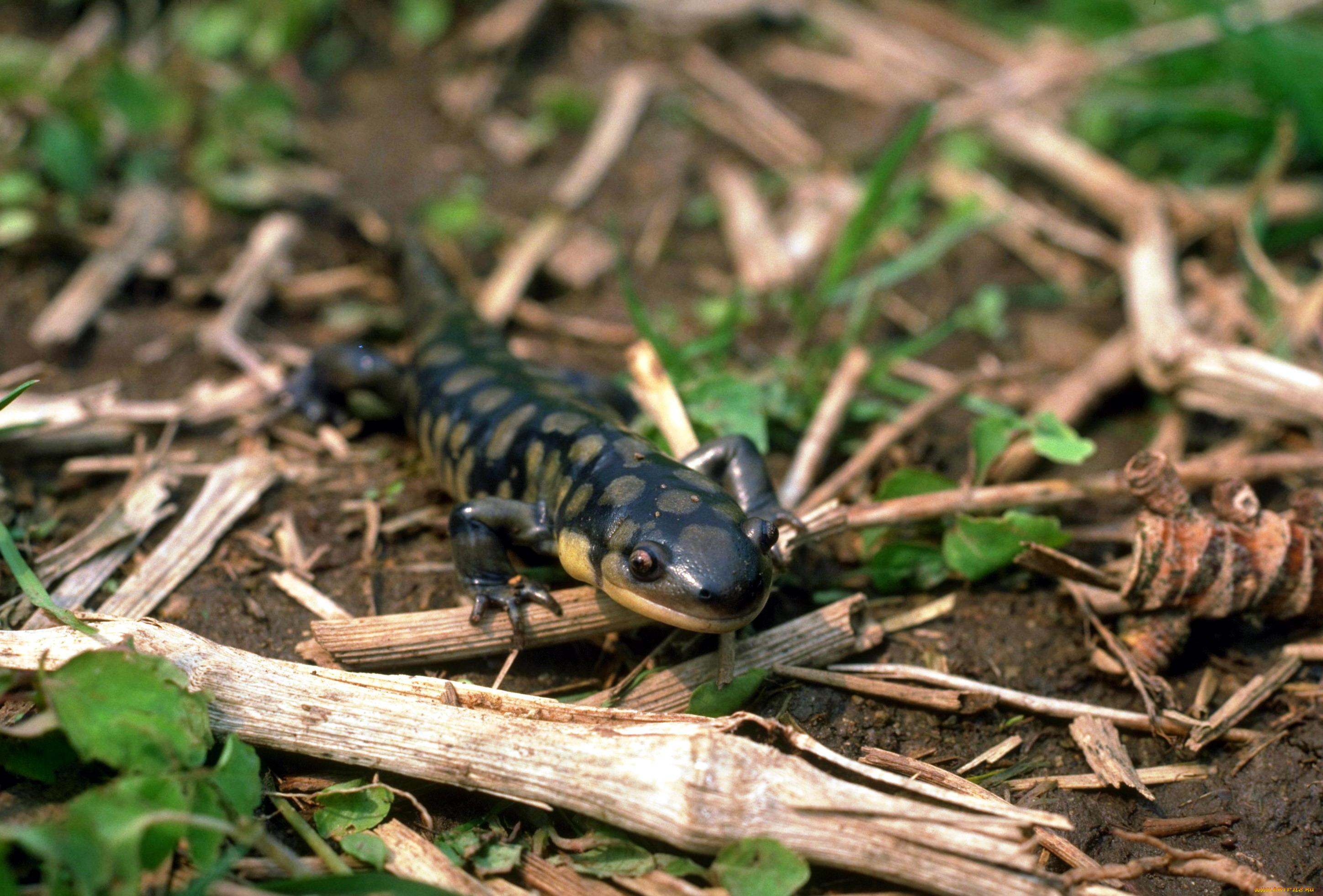 животные, ящерицы, , игуаны, , вараны, палки, саламандра