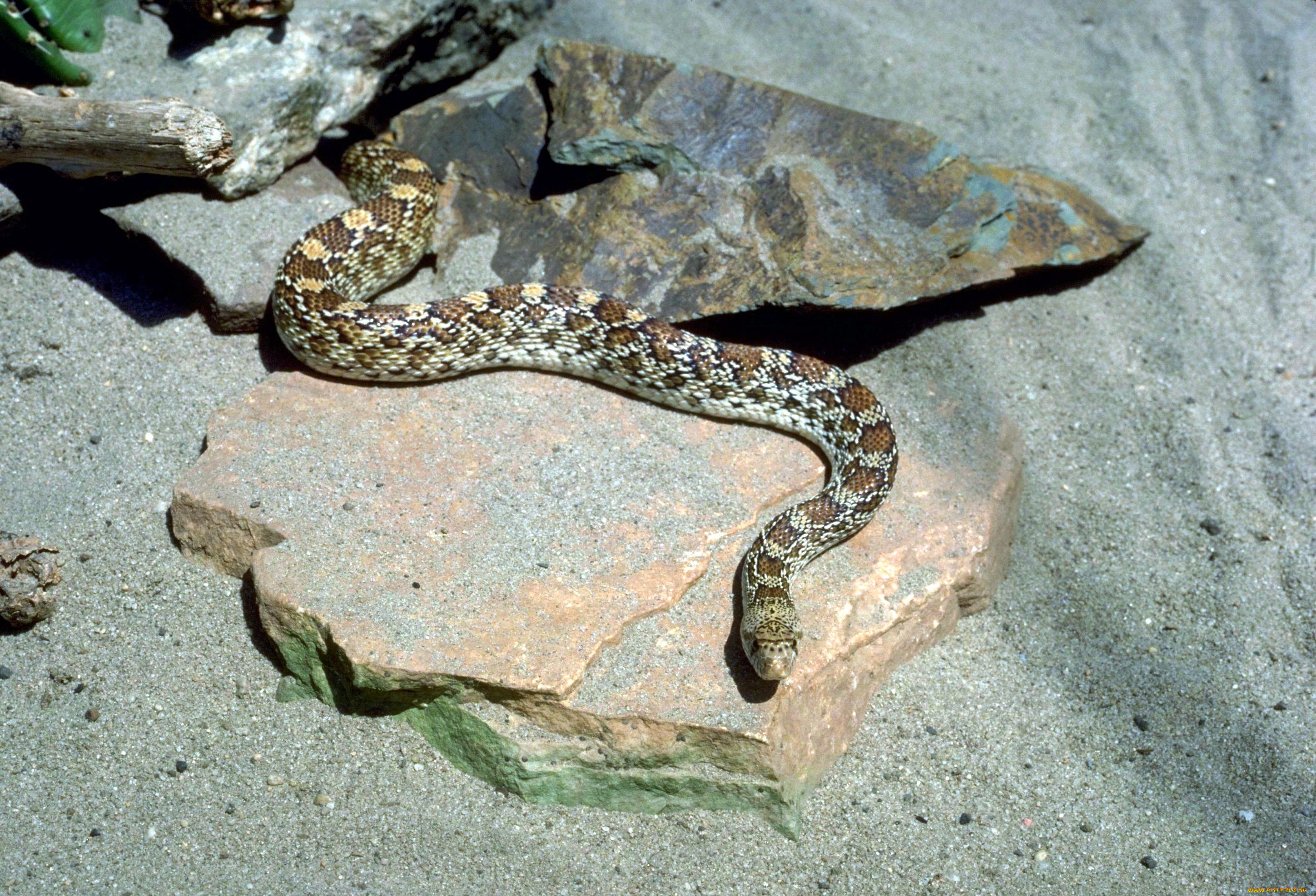 животные, змеи, , питоны, , кобры, песок, камни, змея