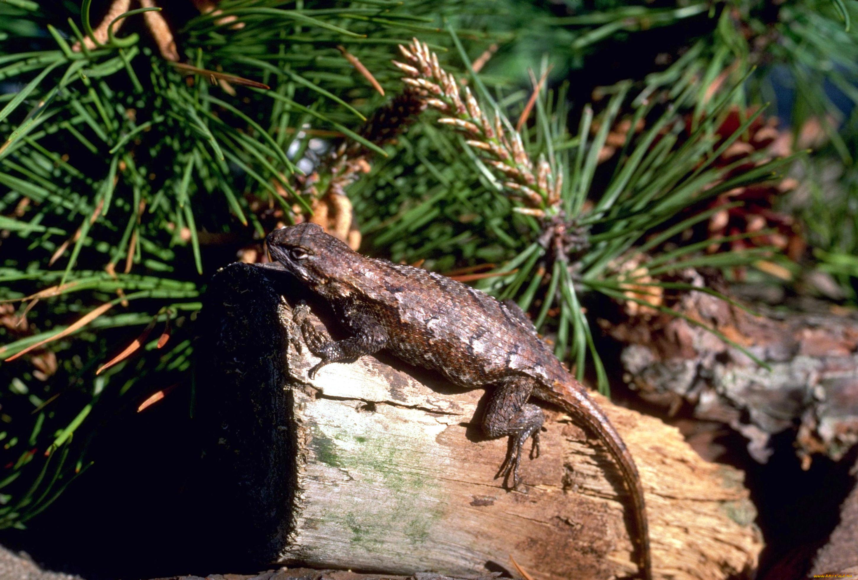 животные, ящерицы, , игуаны, , вараны, хвоя, бревно, ящерица