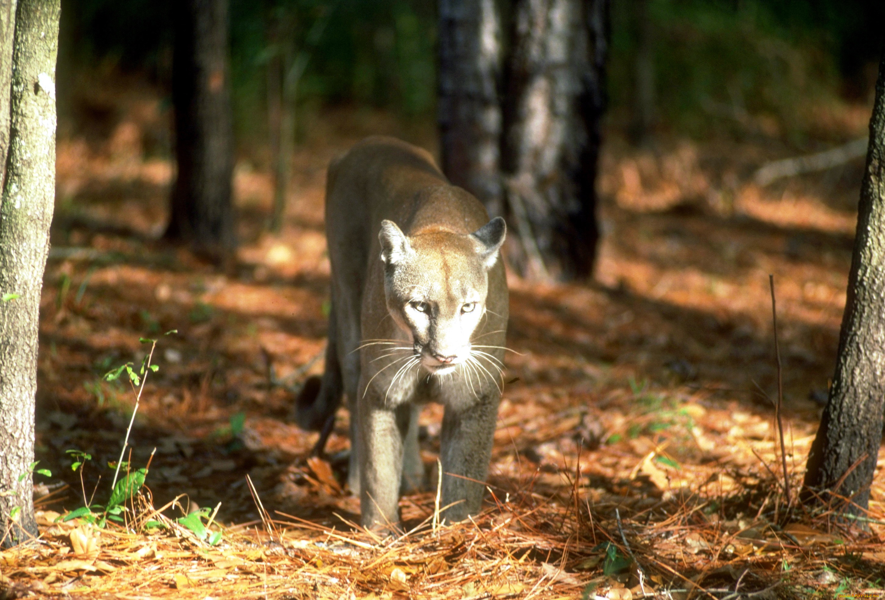 животные, пумы, лес, пума