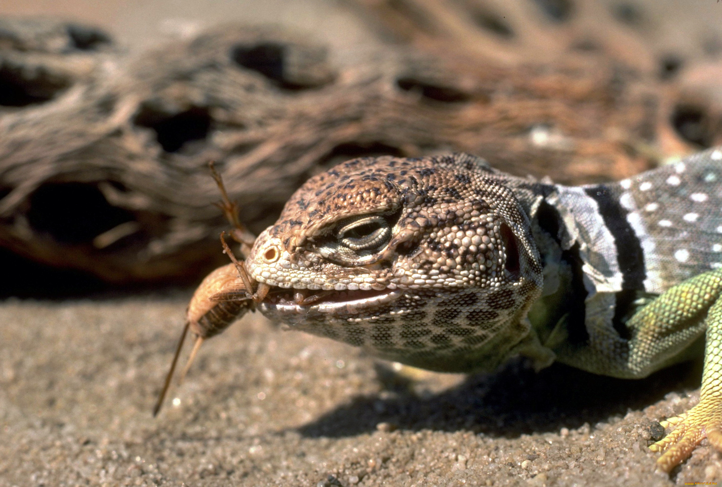 животные, ящерицы, , игуаны, , вараны, добыча, ящерица, песок, коряга